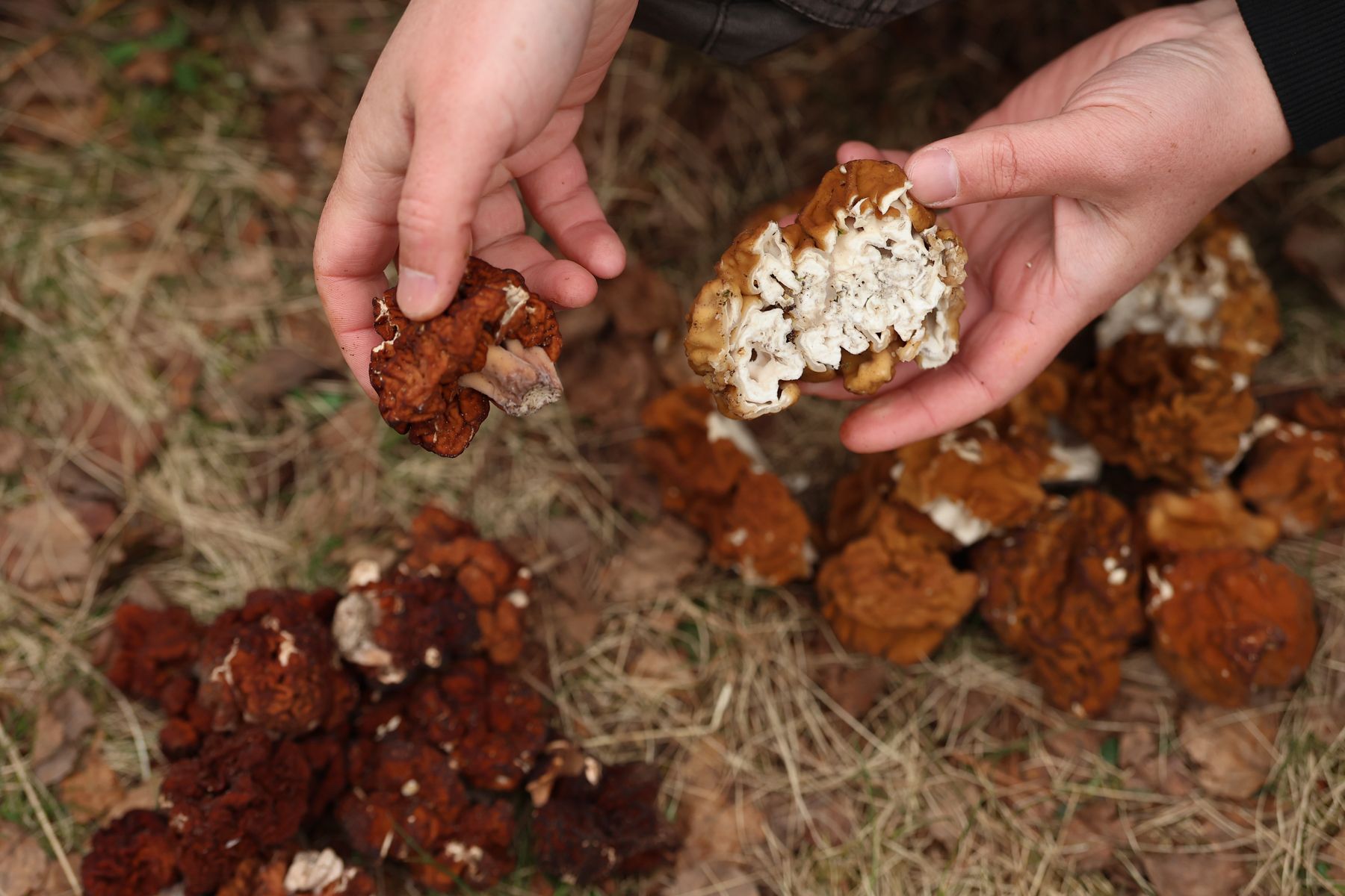 Так выглядит на срезе строчок гигантский. Фото: Павел Орловский, Times.by