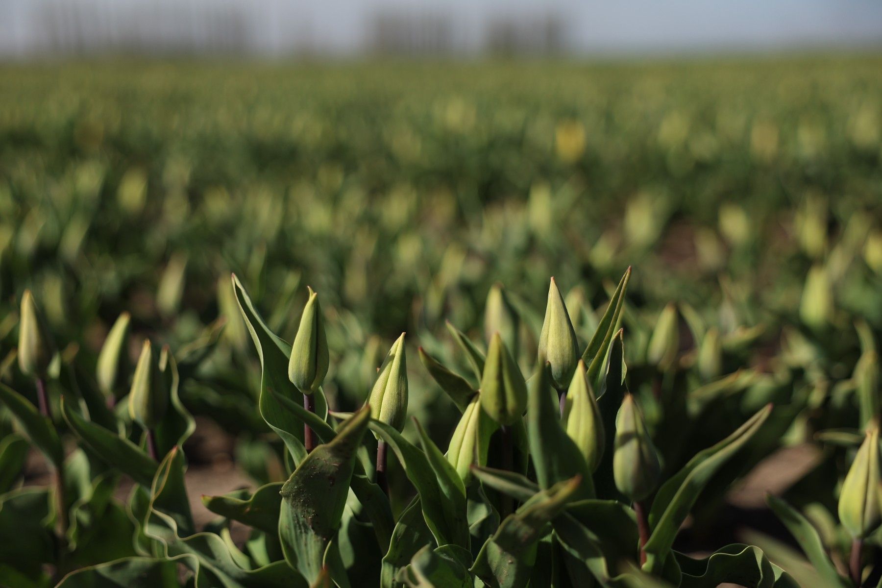 тюльпаны_цветы