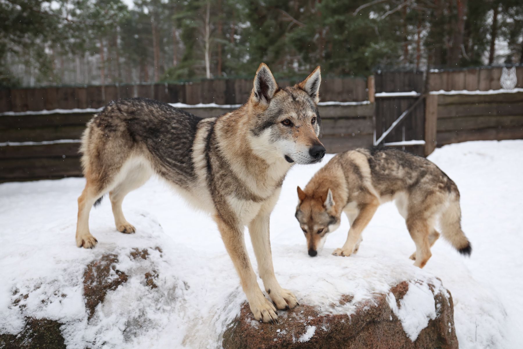 Чехословацкие волчьи собаки