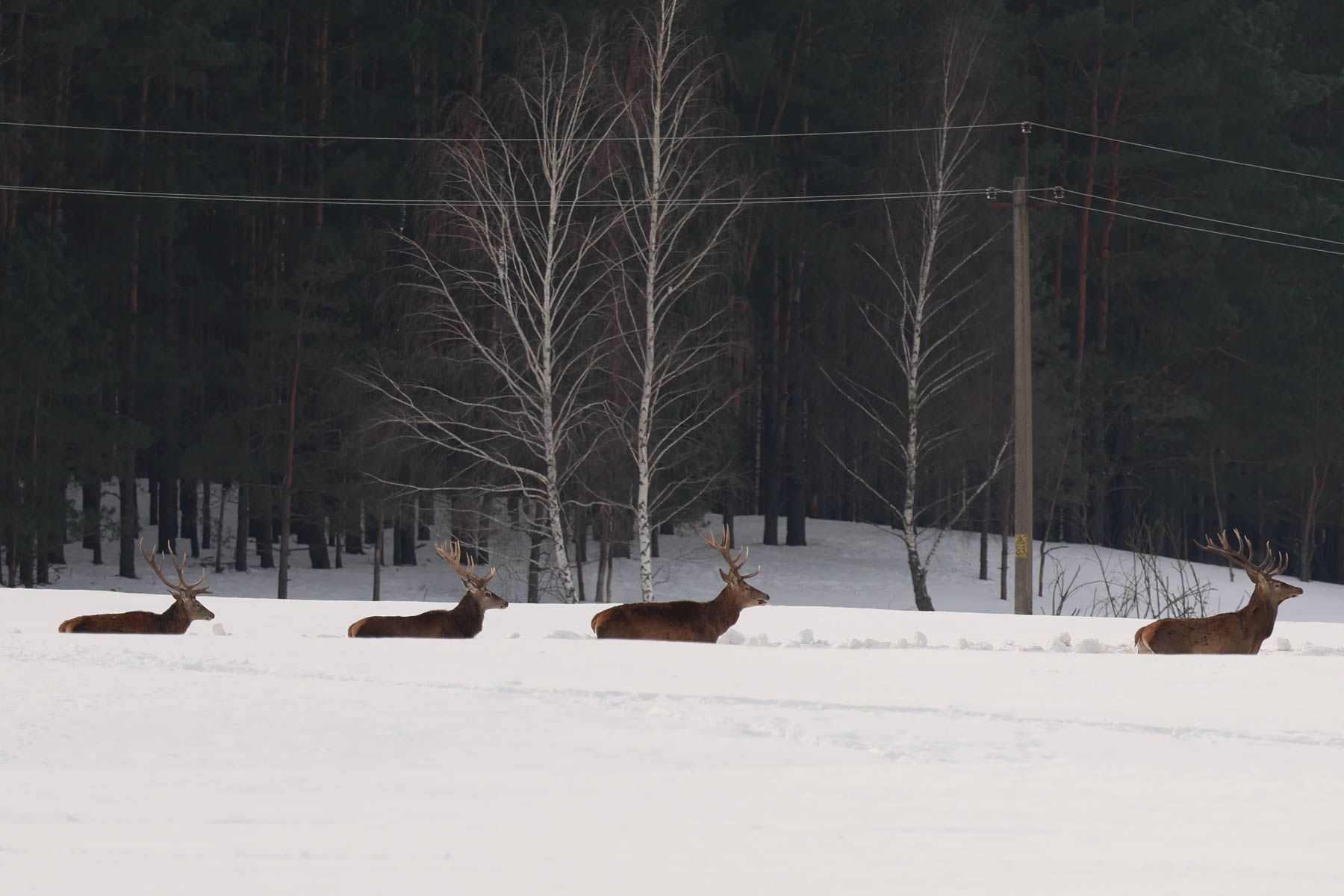 Олени в Национальном парке «Припятский». © Павел Орловский, Times.by