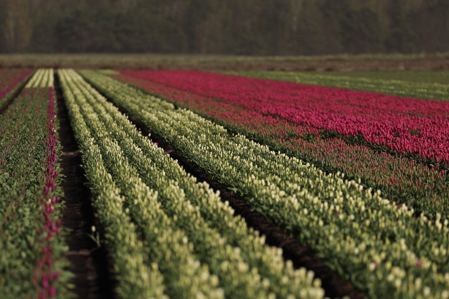 тюльпаны_цветы