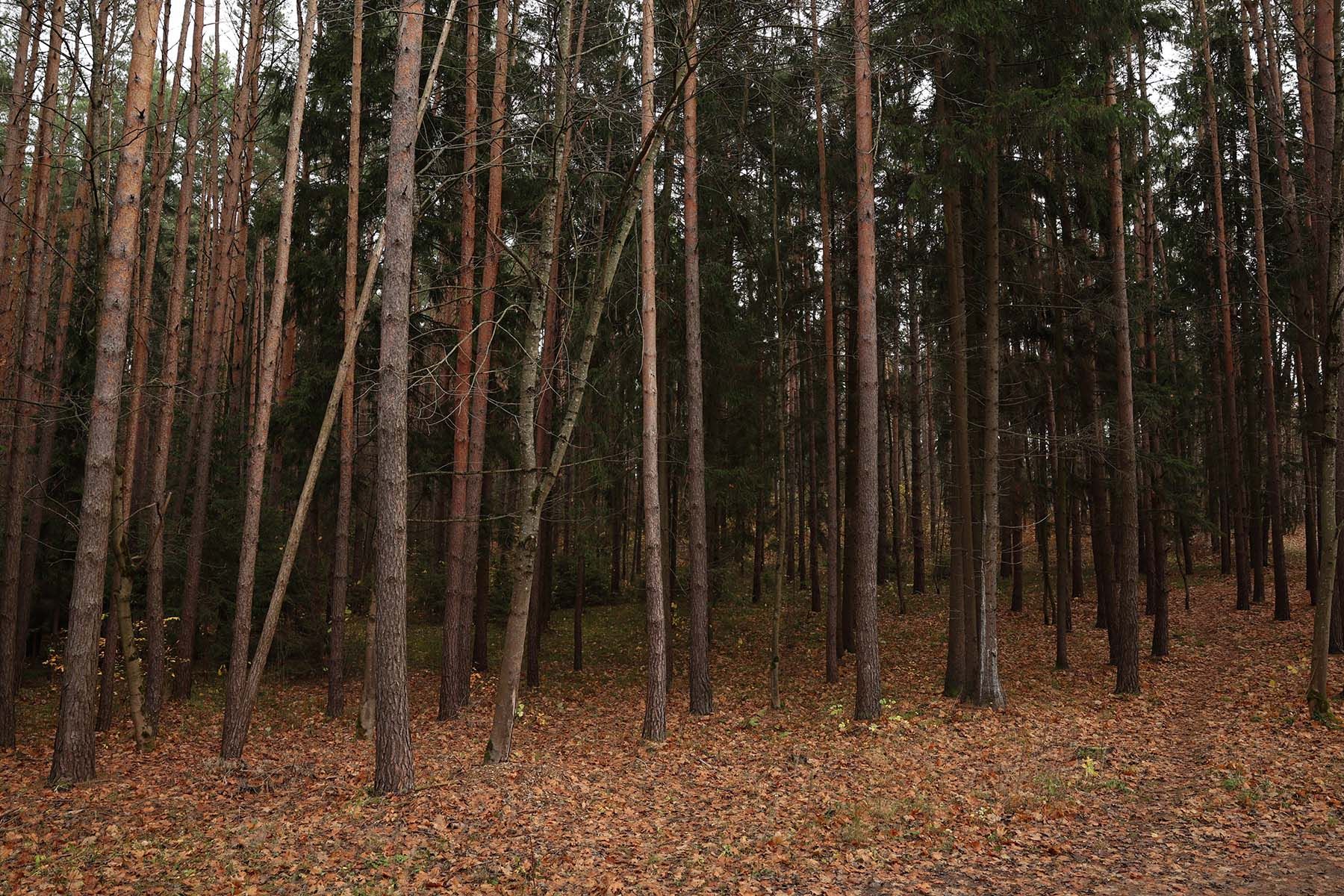 Фото: Павел Орловский, Times.by