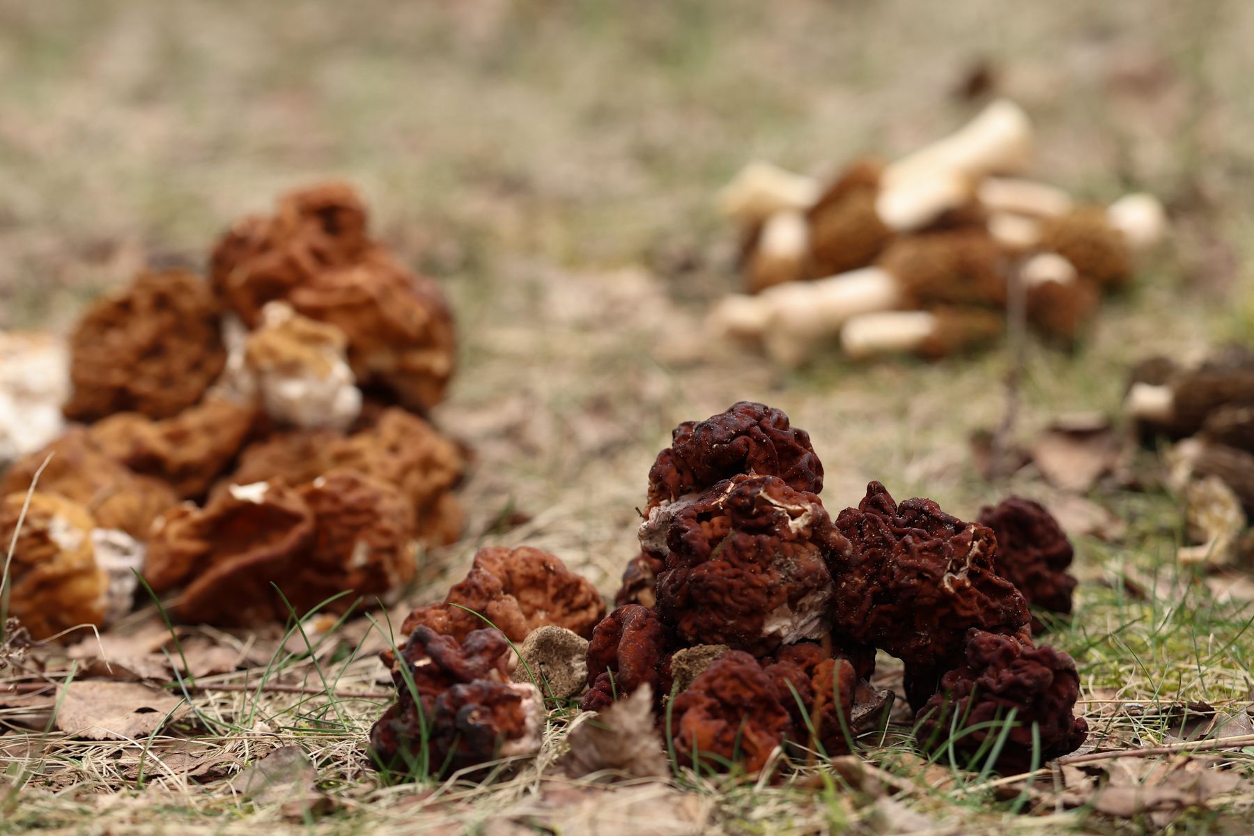 Строчок гигантский и строчок обыкновенный