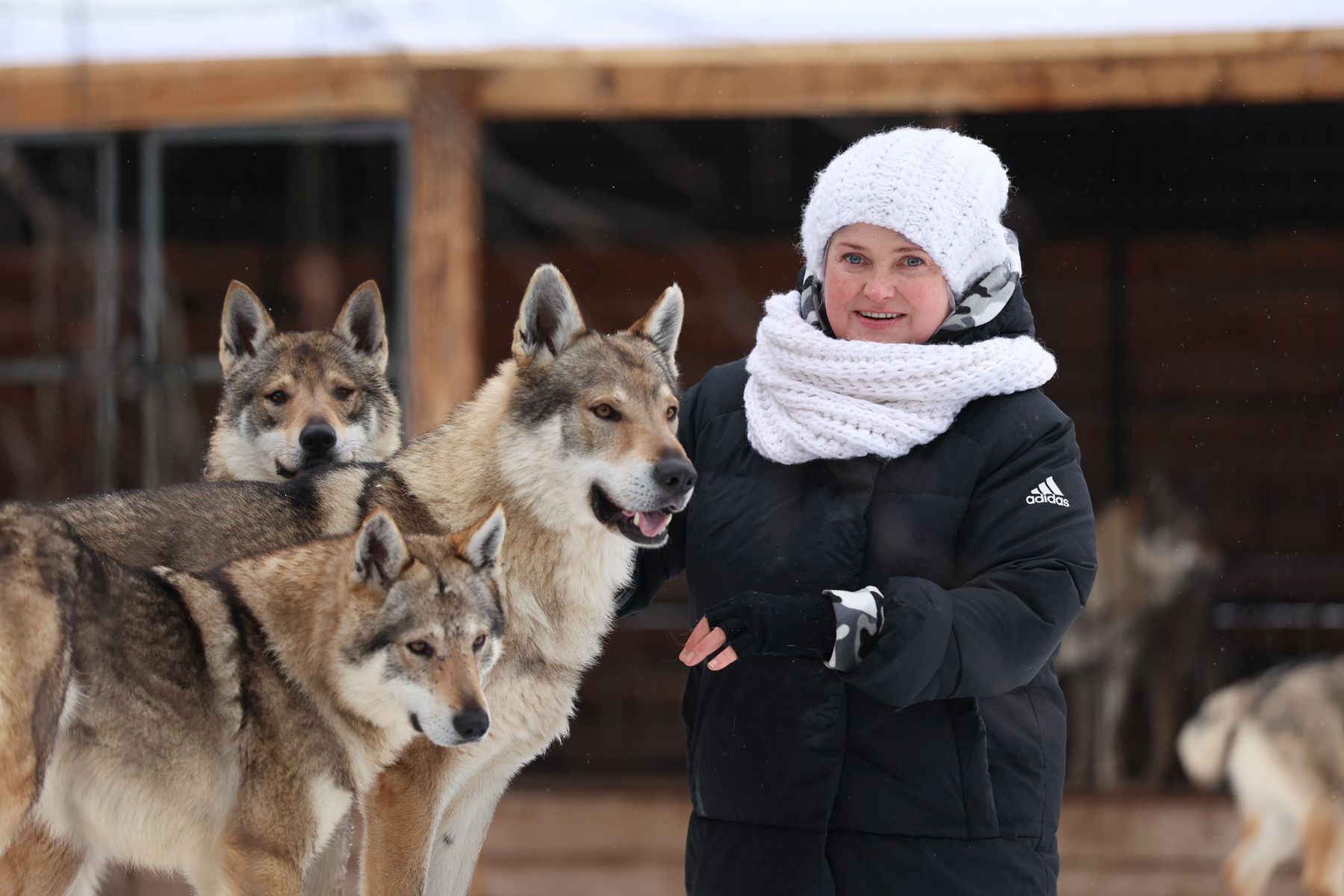 Чехословацкие волчьи собаки