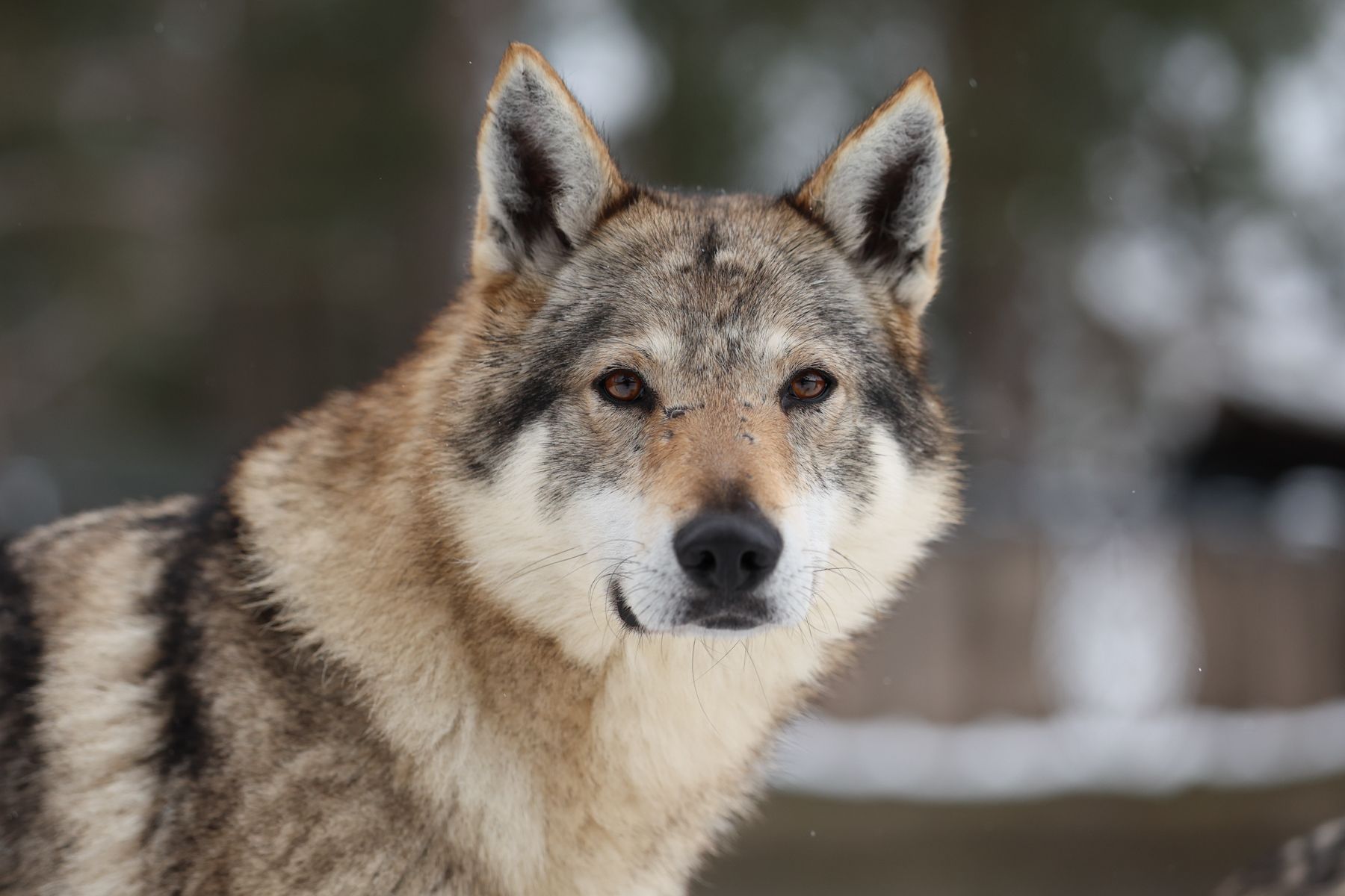 Чехословацкая волчья собака
