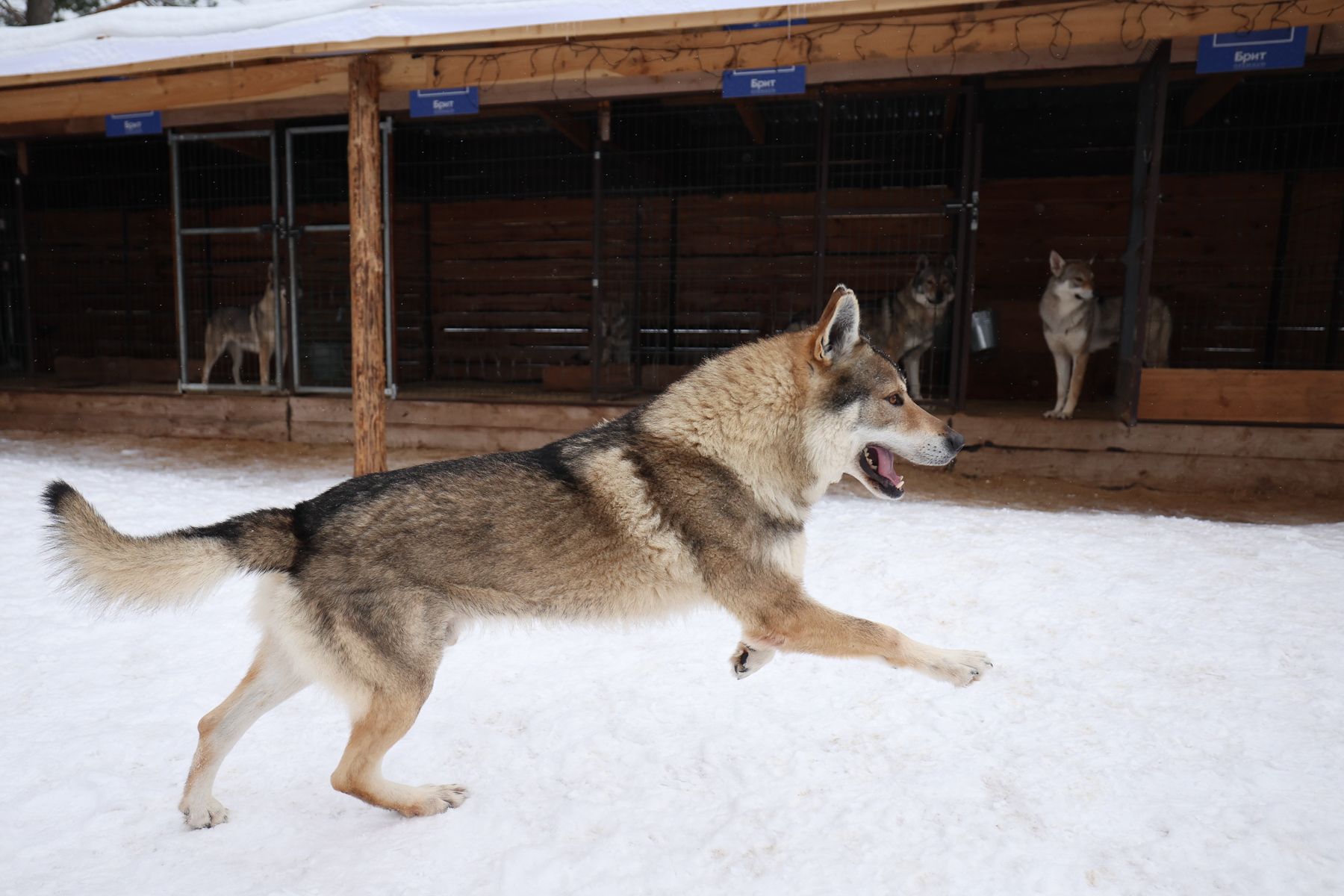 Чехословацкие волчьи собаки