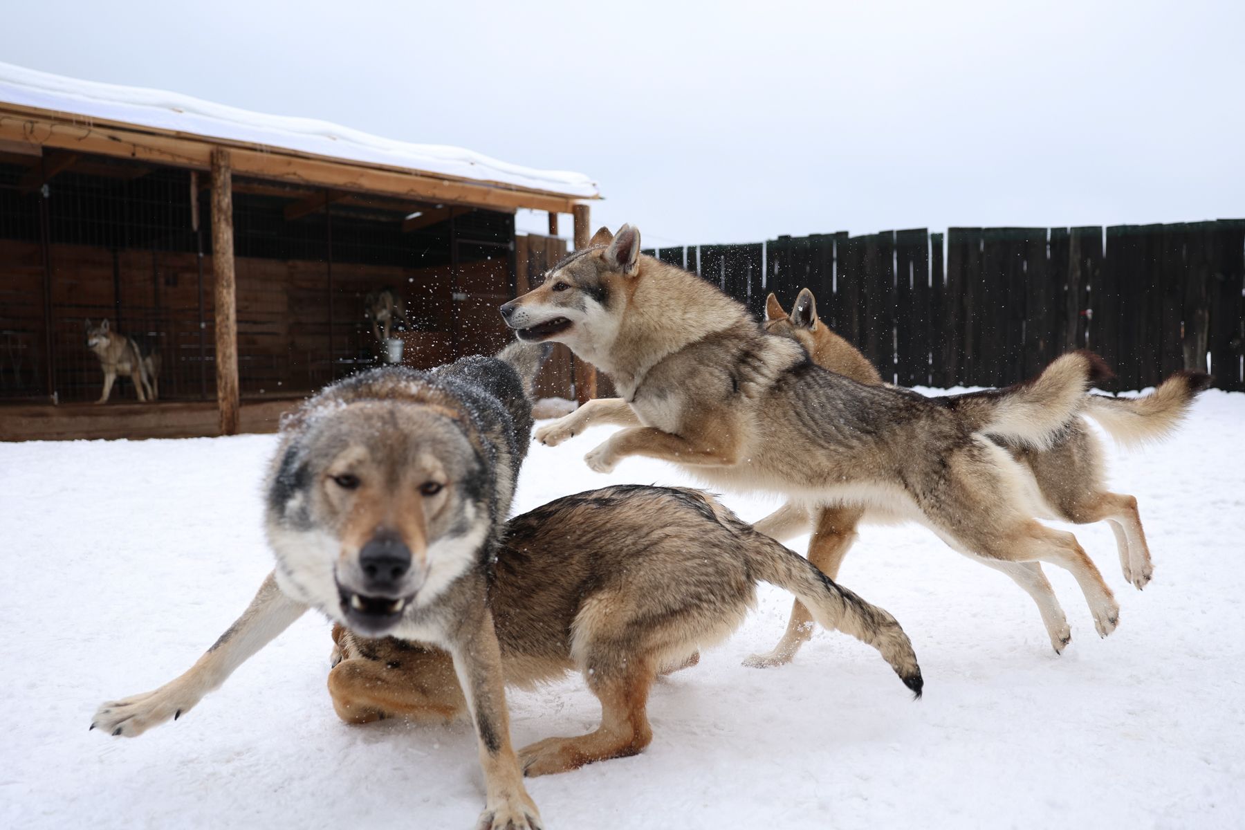 Чехословацкие волчьи собаки