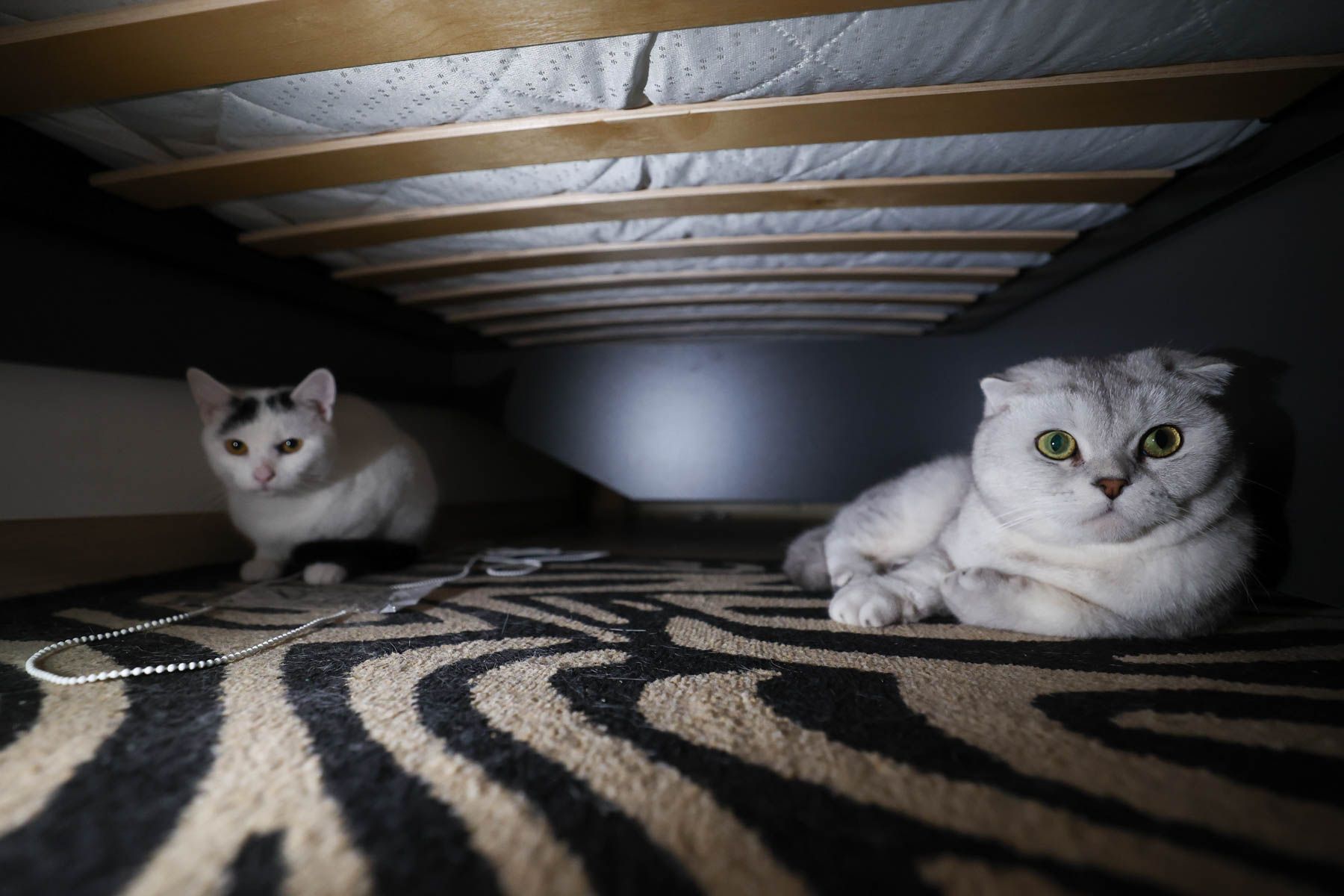 Фото: Павел Орловский, Times.by