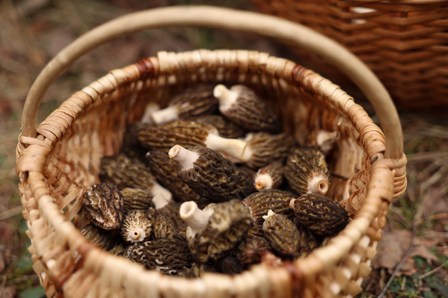 Корзина с грибами