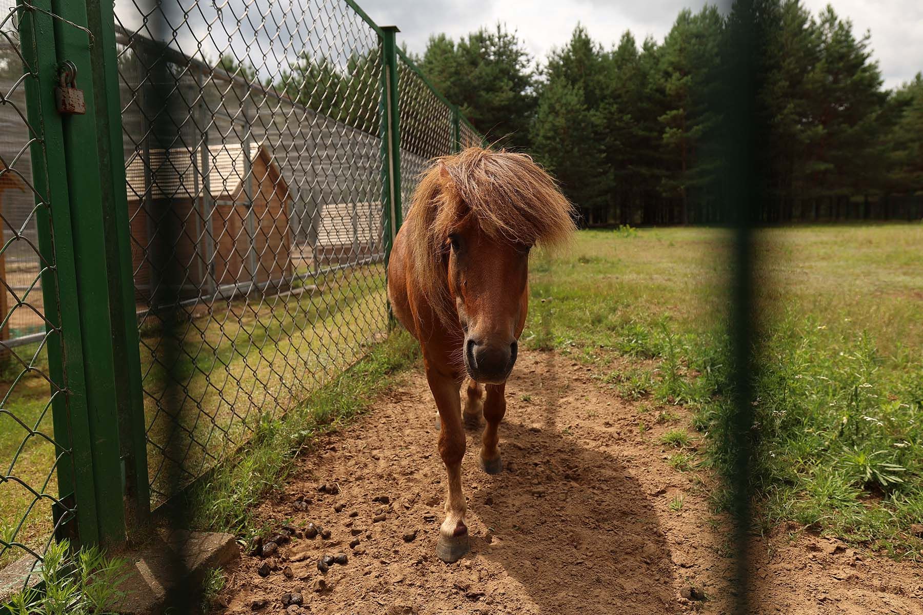 Фото: Павел Орловский, Times.by