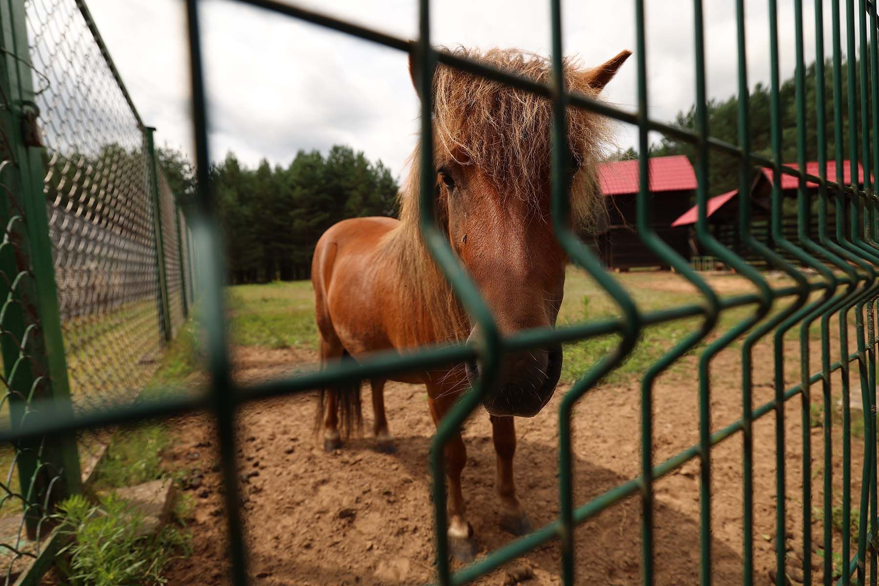 Фото: Павел Орловский, Times.by