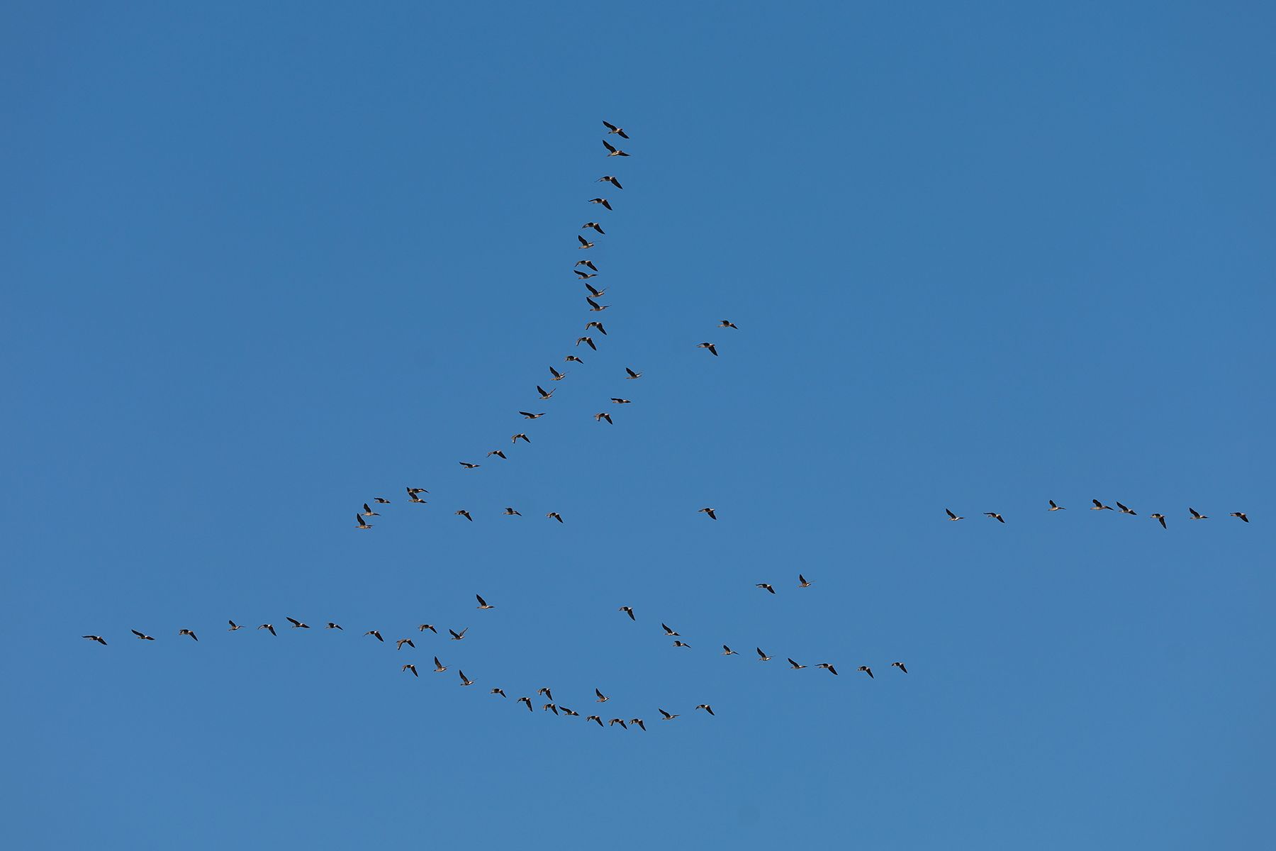 Птицы в небе