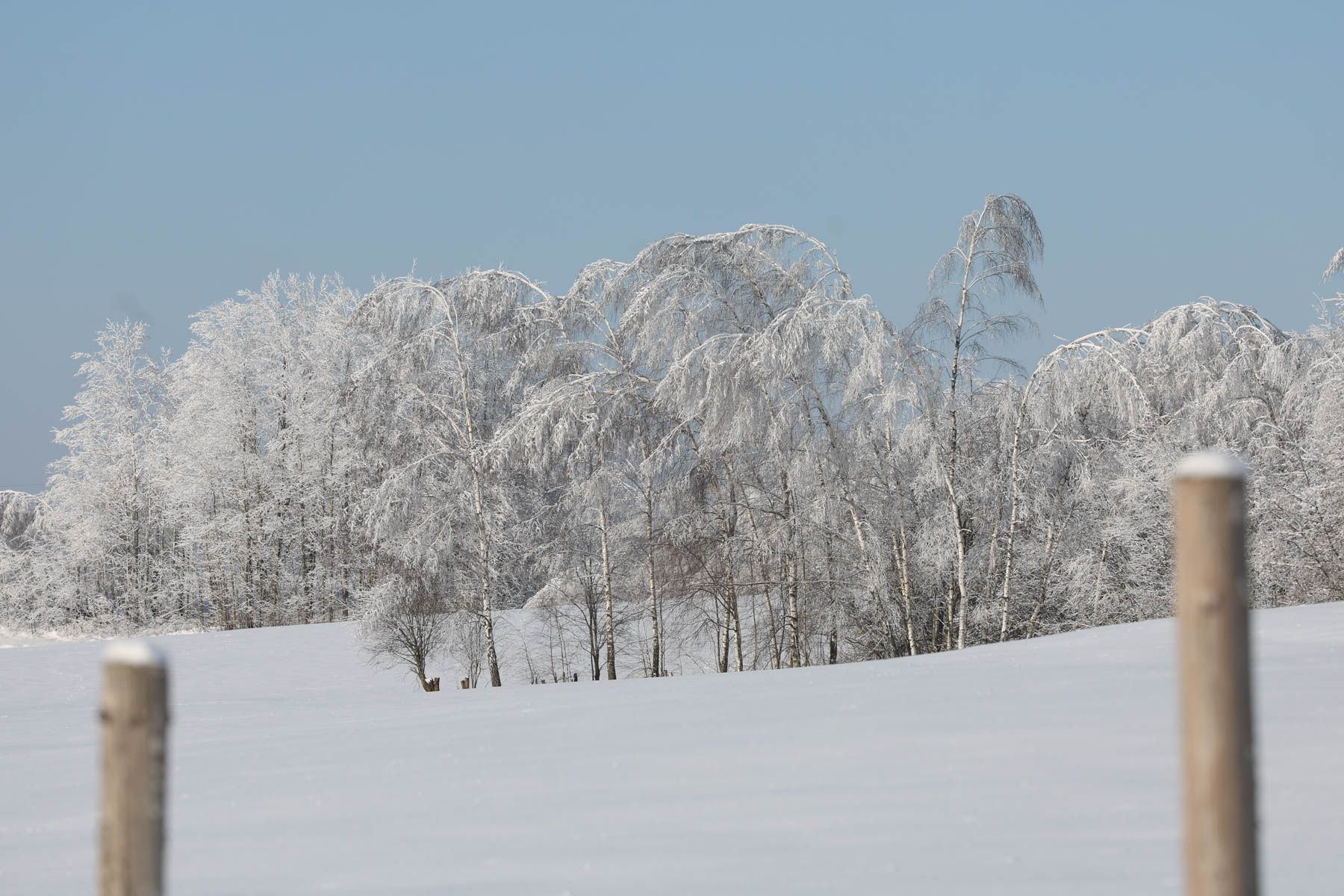 © Павел Орловский, Times.by