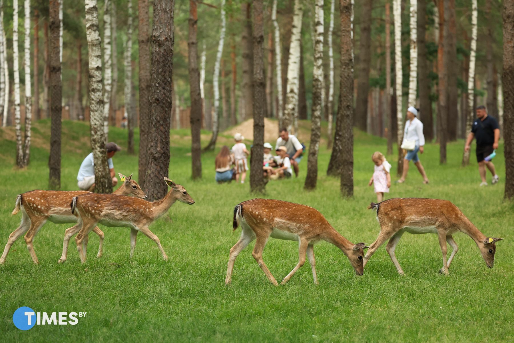 Фото: Павел Орловский, Times.by