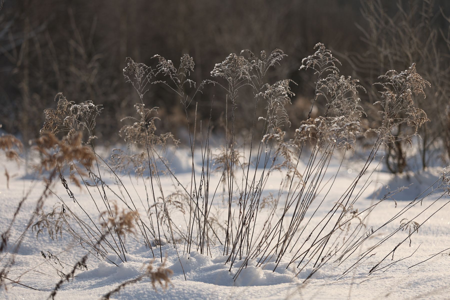 Зимний пейзаж