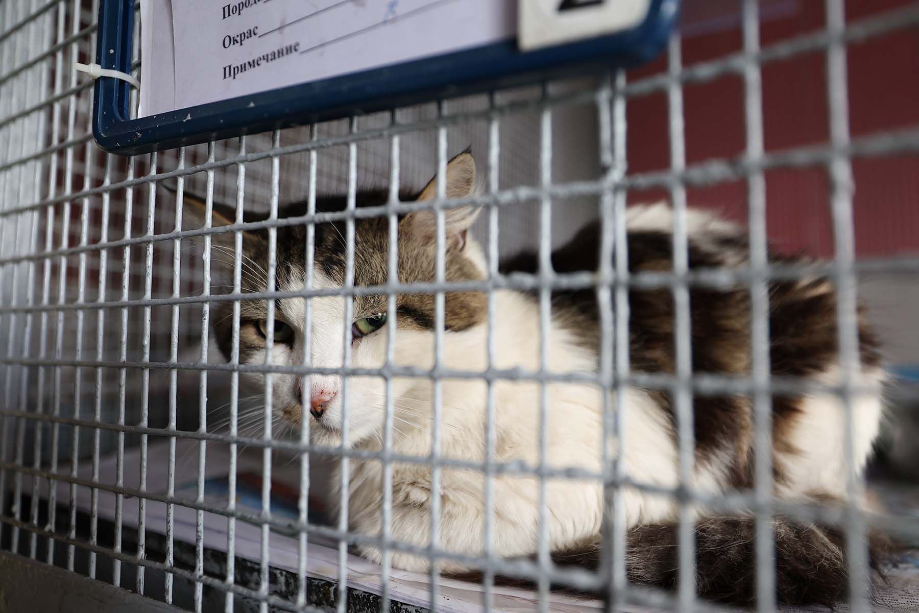 Фото: Павел Орловский, Times.by