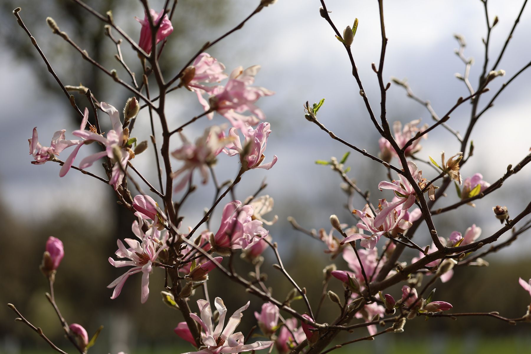 Фото: Павел Орловский, Times.by