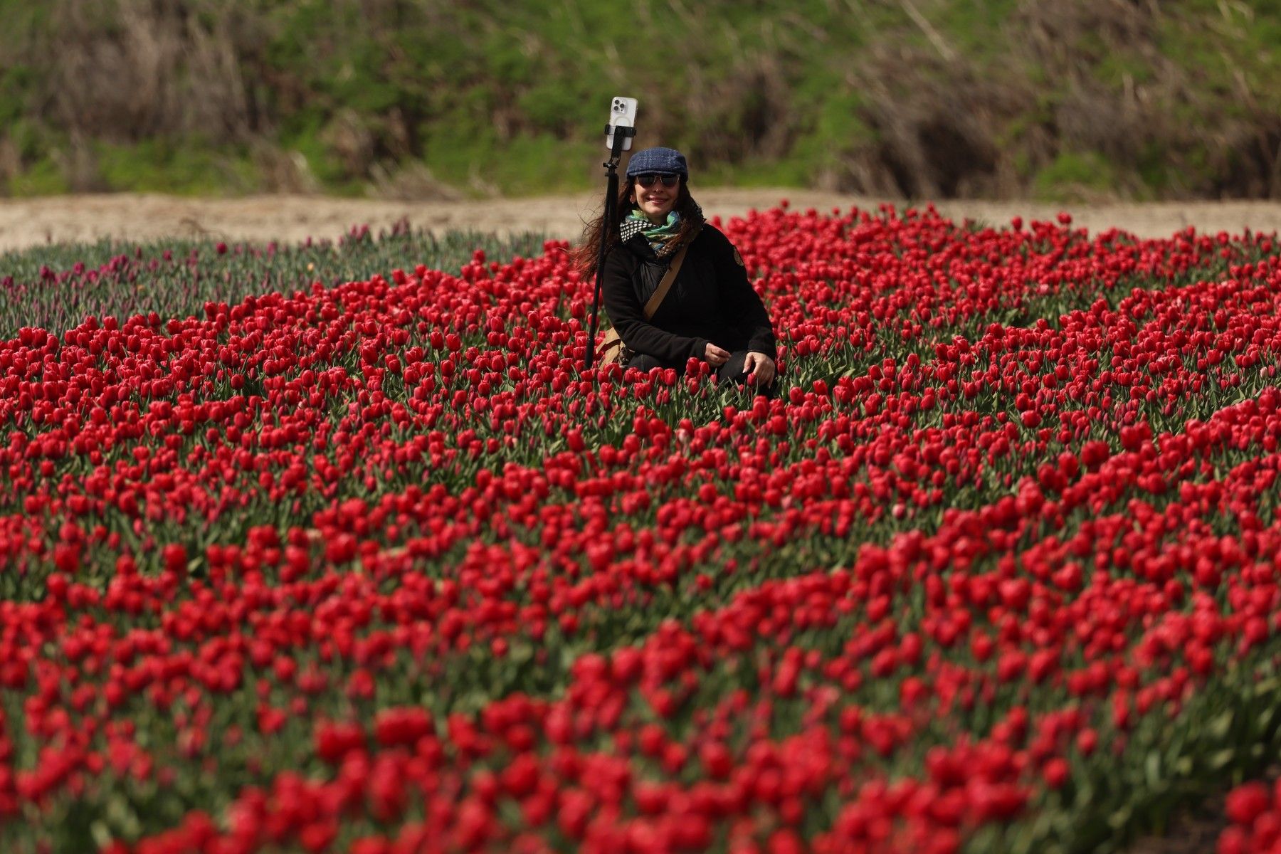 тюльпаны_цветы