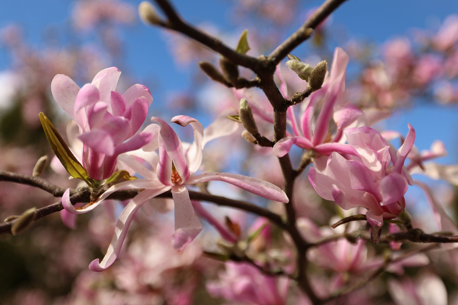 Фото: Павел Орловский, Times.by