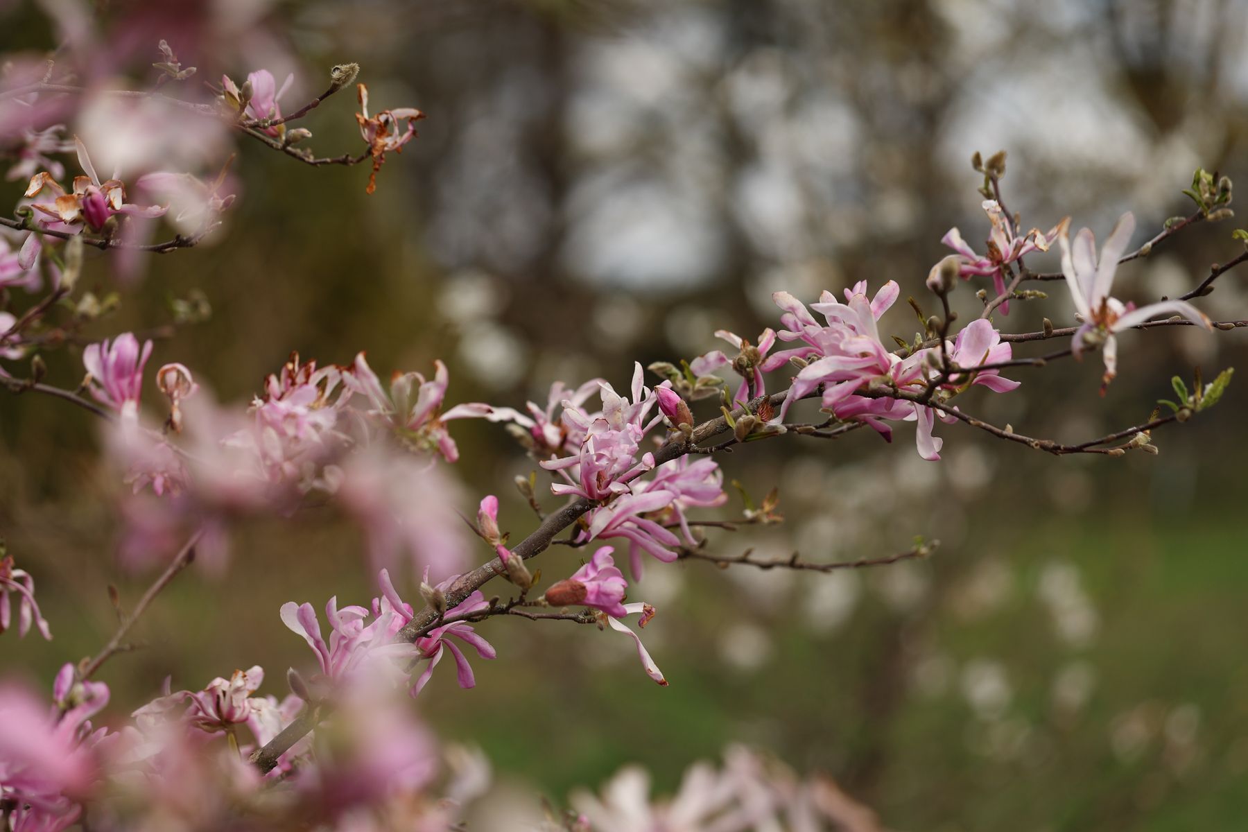 Фото: Павел Орловский, Times.by