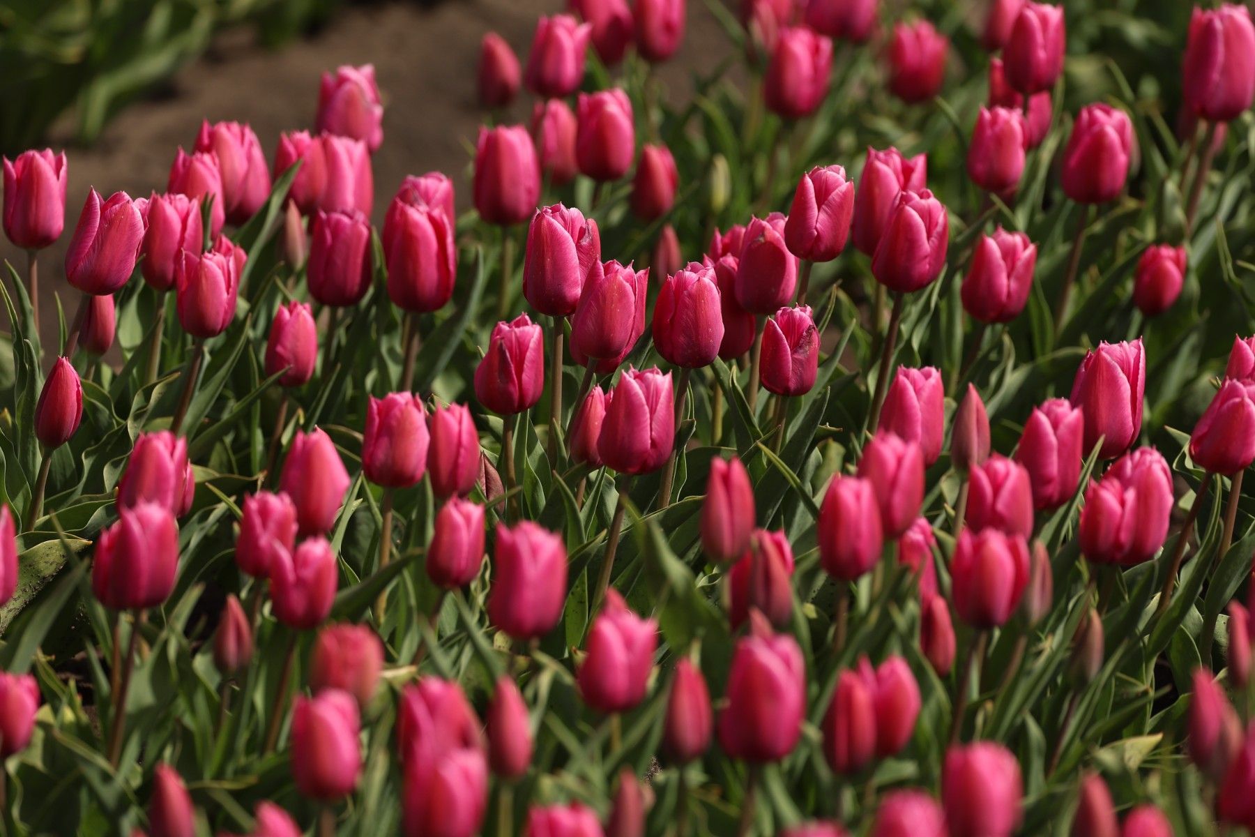 тюльпаны_цветы