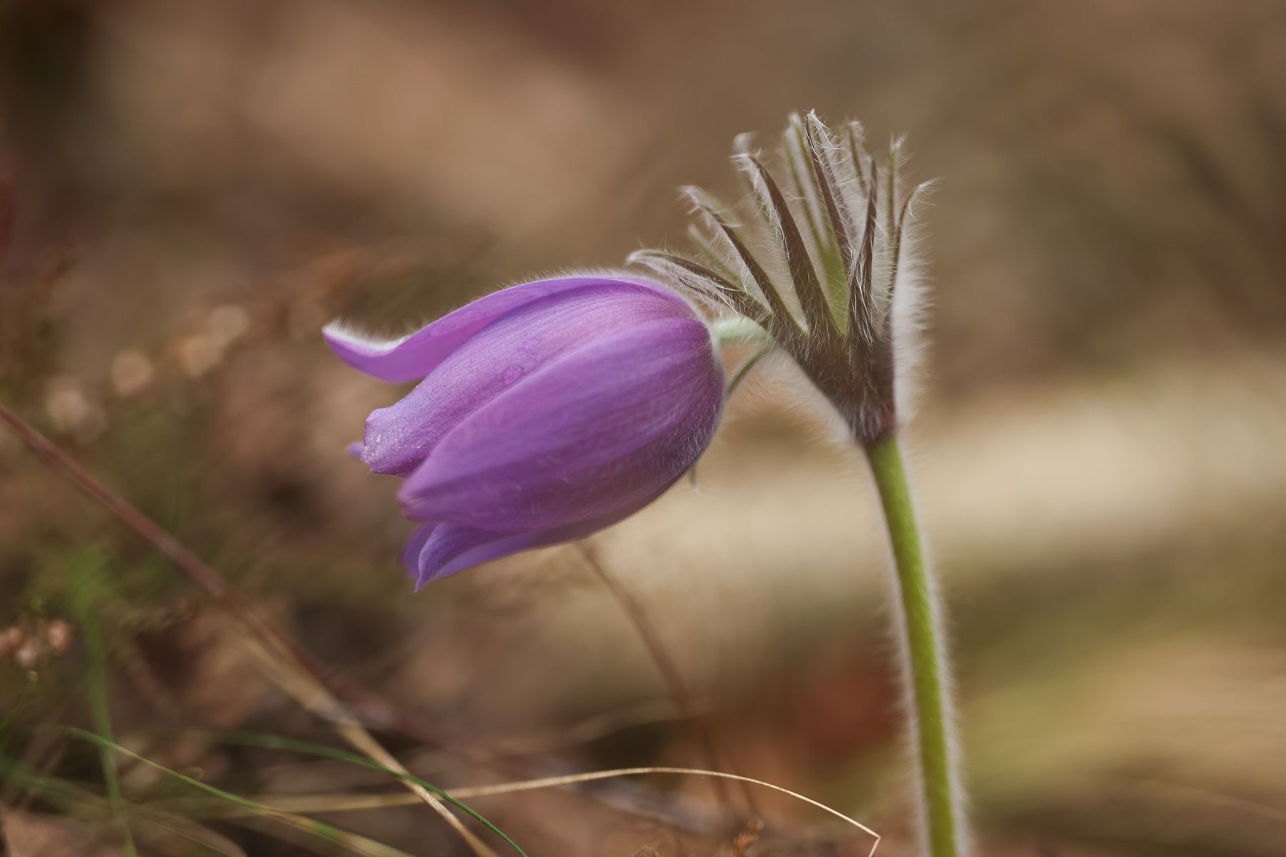 Фото: Павел Орловский, Times.by