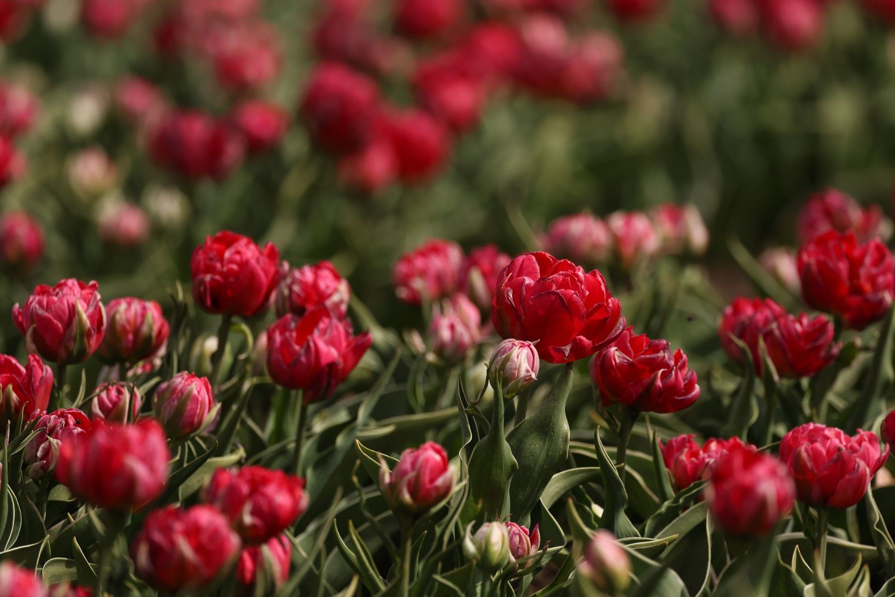 тюльпаны_цветы