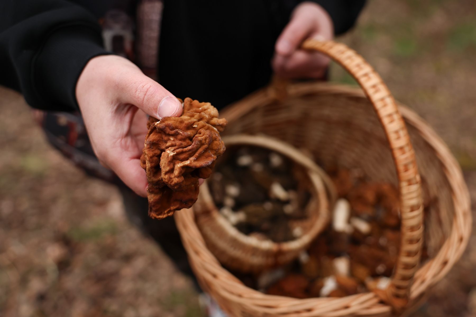 Строчок гигантский 