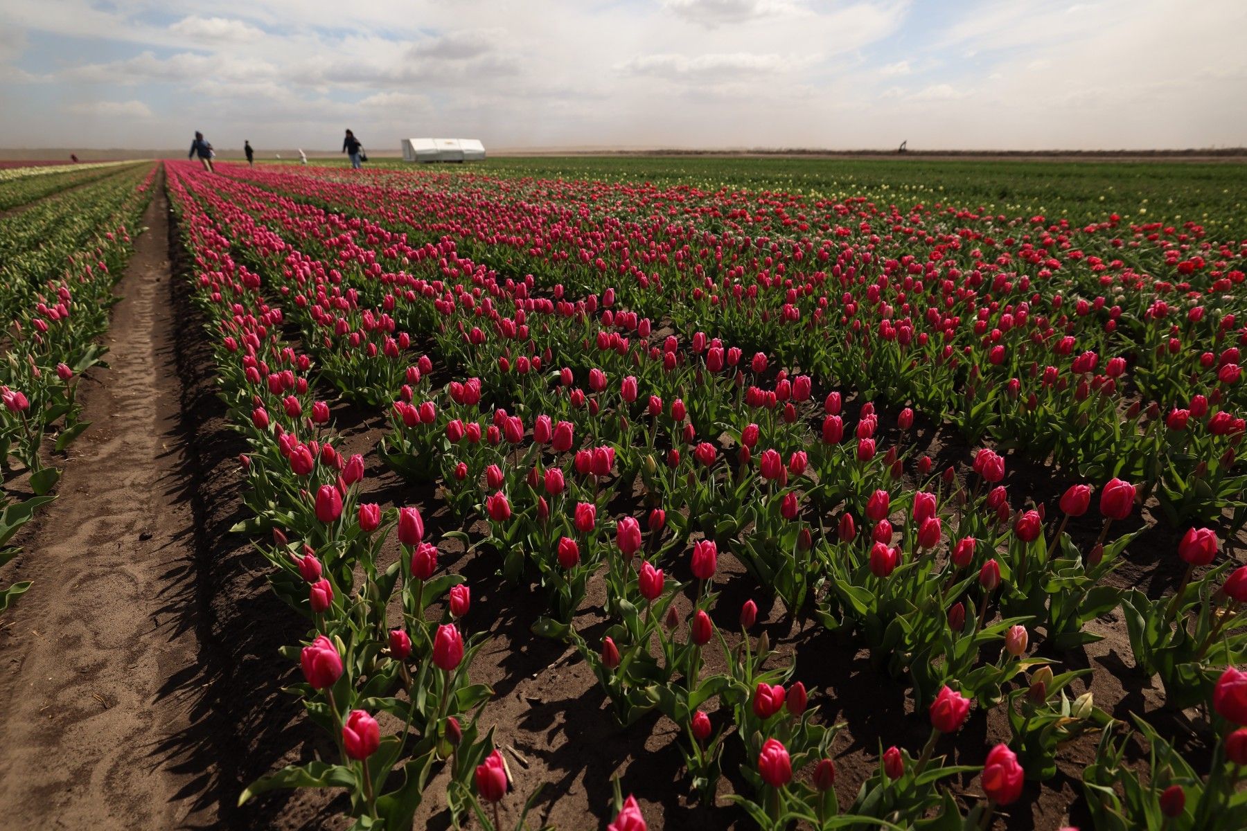 тюльпаны_цветы