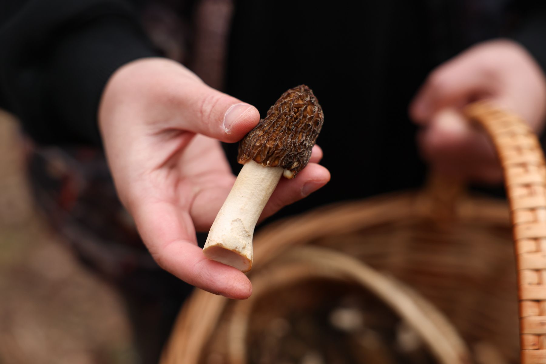 Шапочка сморчковая