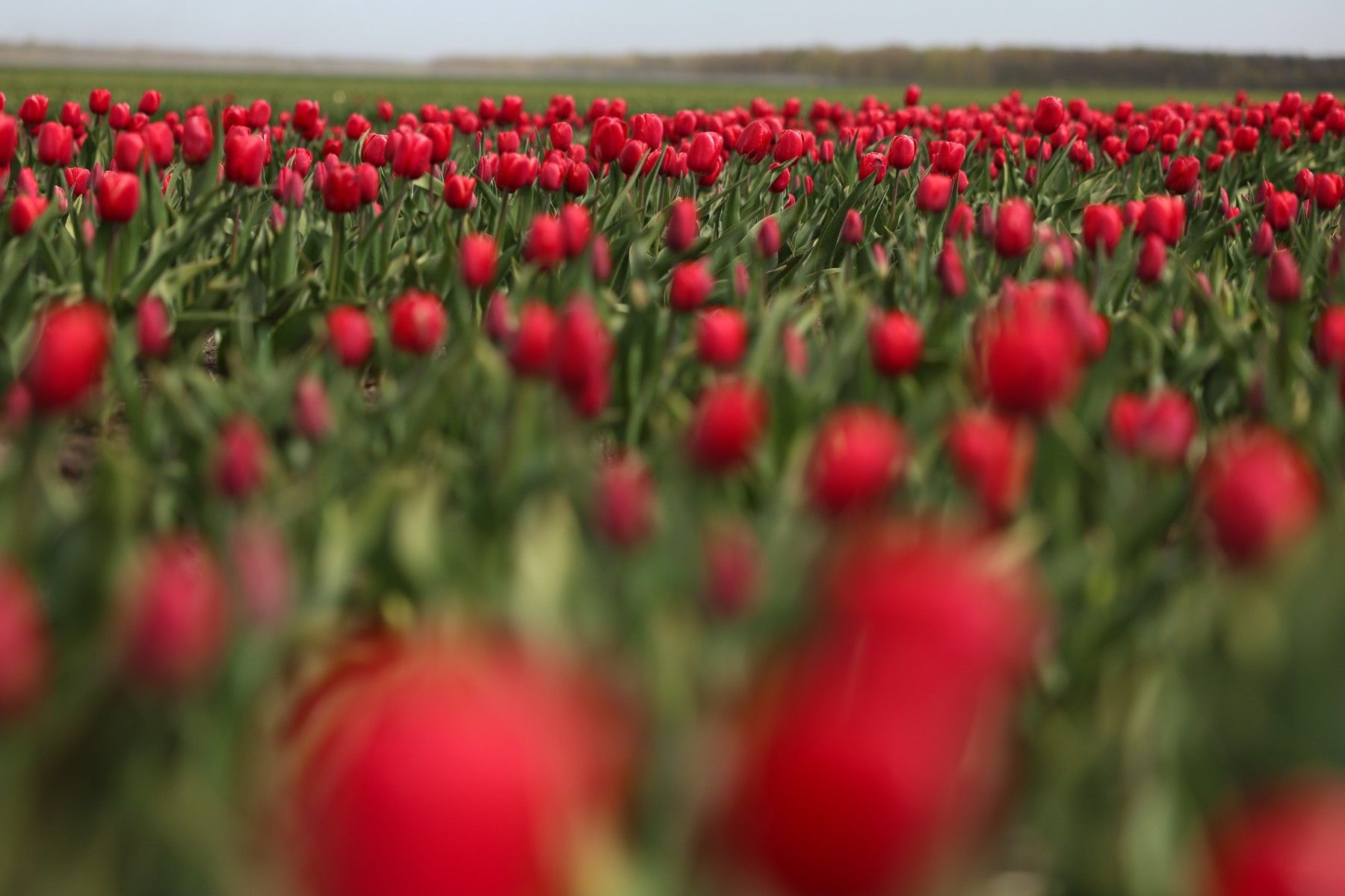 тюльпаны_цветы