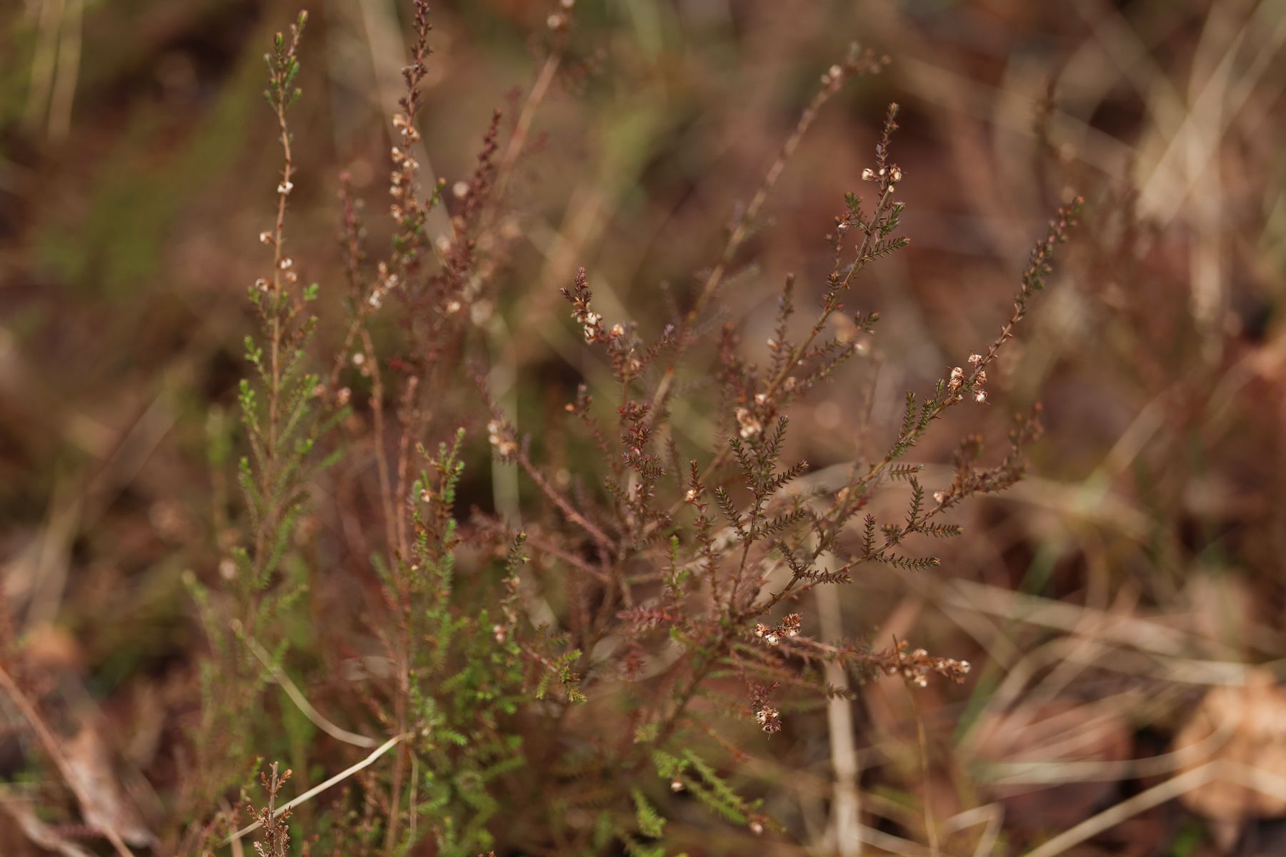 Фото: Павел Орловский, Times.by