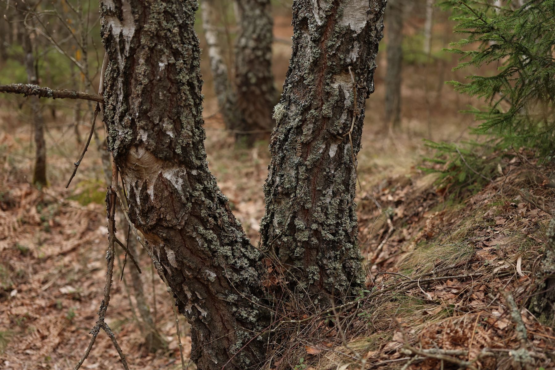 Фото: Павел Орловский, Times.by