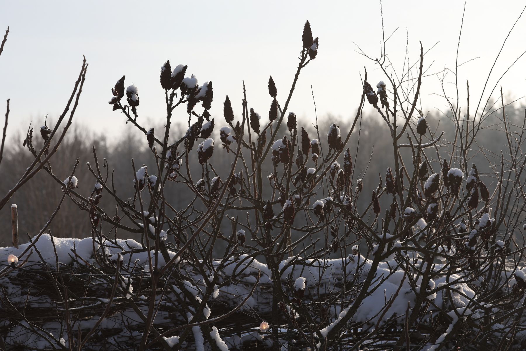 Зимний пейзаж