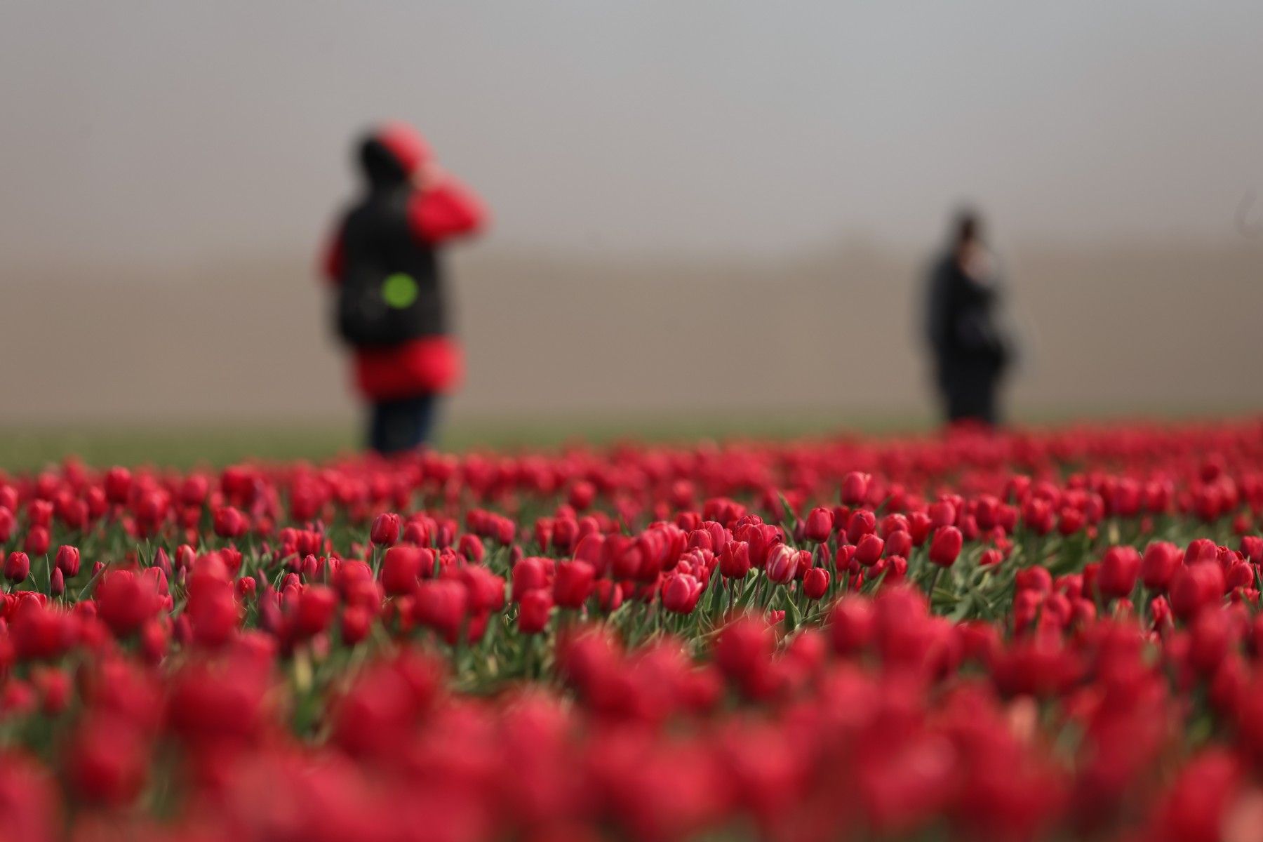 тюльпаны_цветы