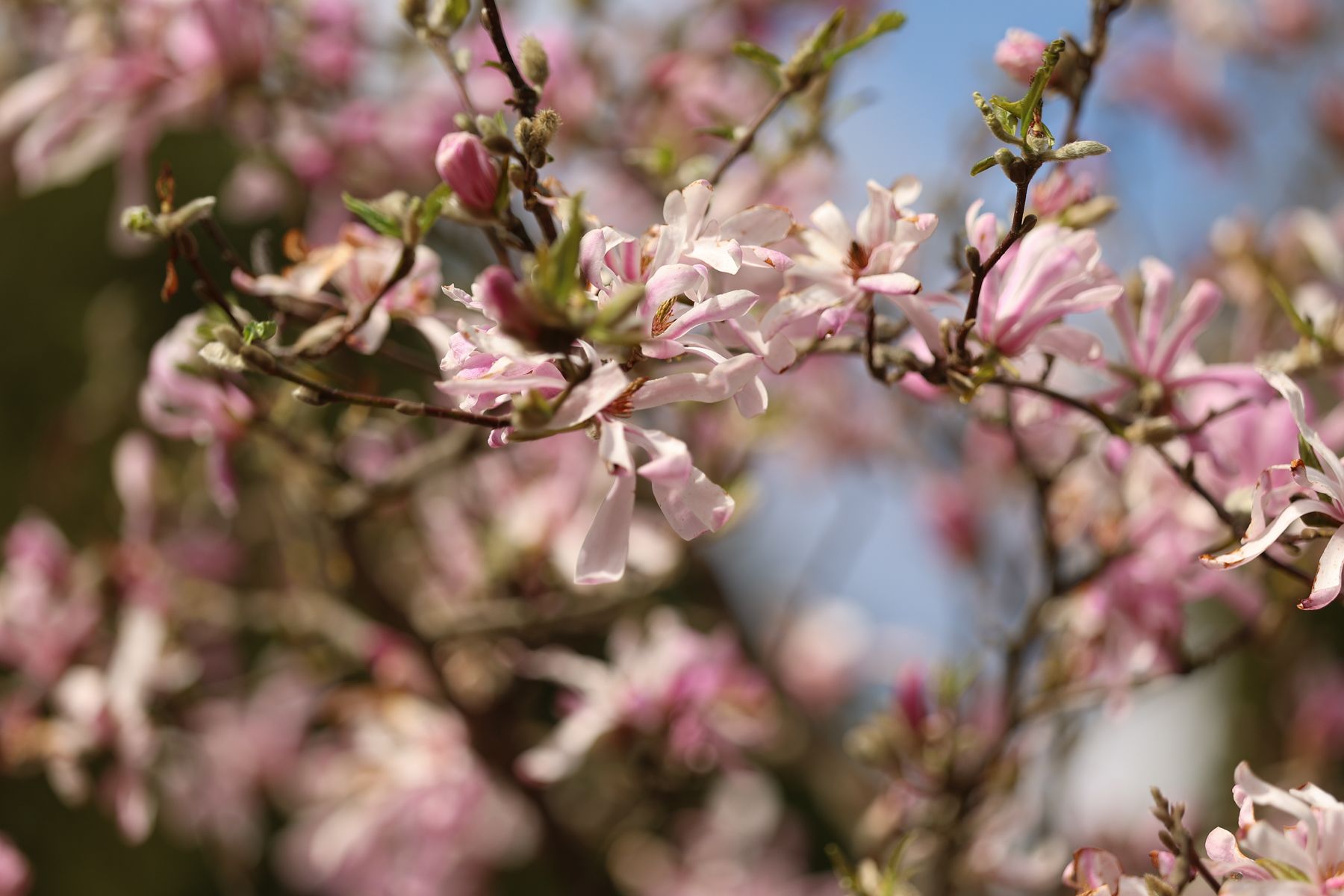 Фото: Павел Орловский, Times.by