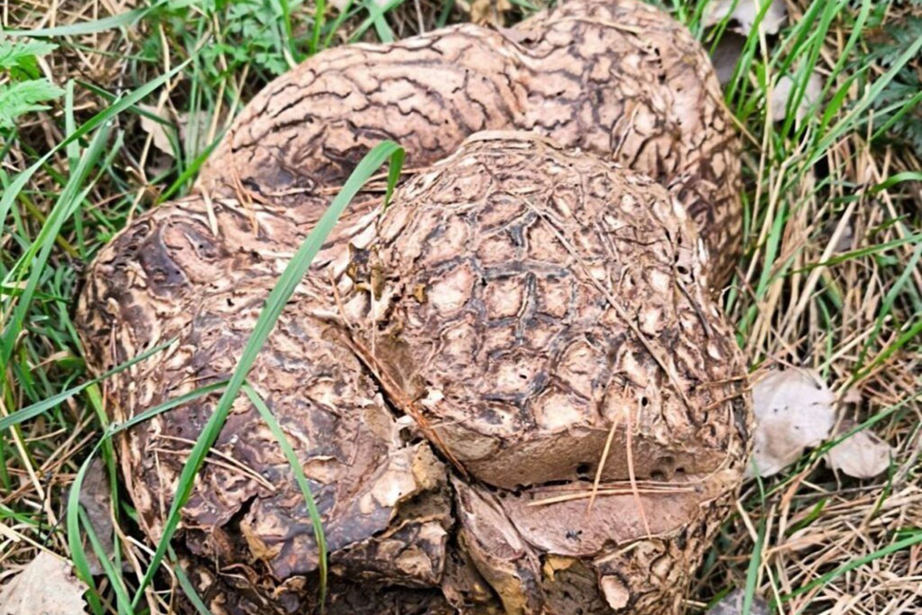 Гриб кальвация гигантская, или головач гигантский (Calvatia gigantea). Фото: narachanka.by
