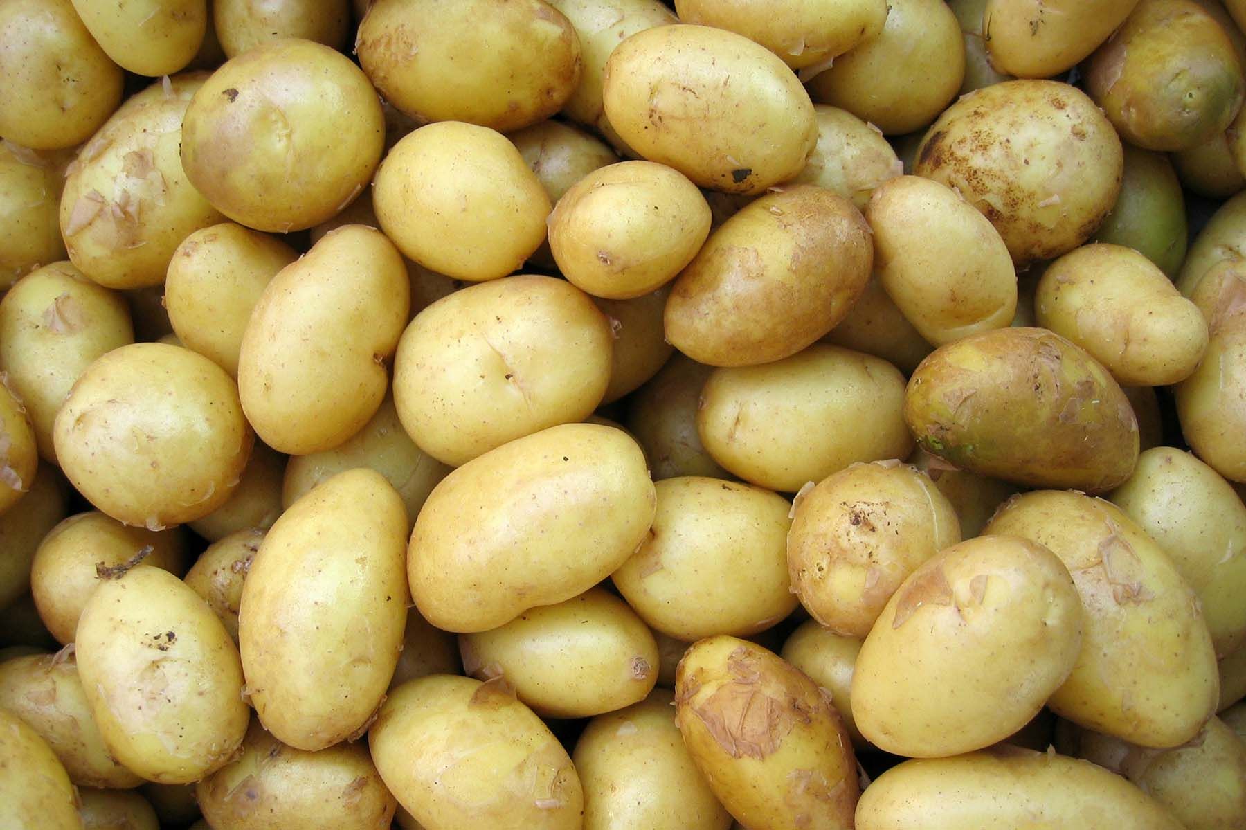 картофель картошка