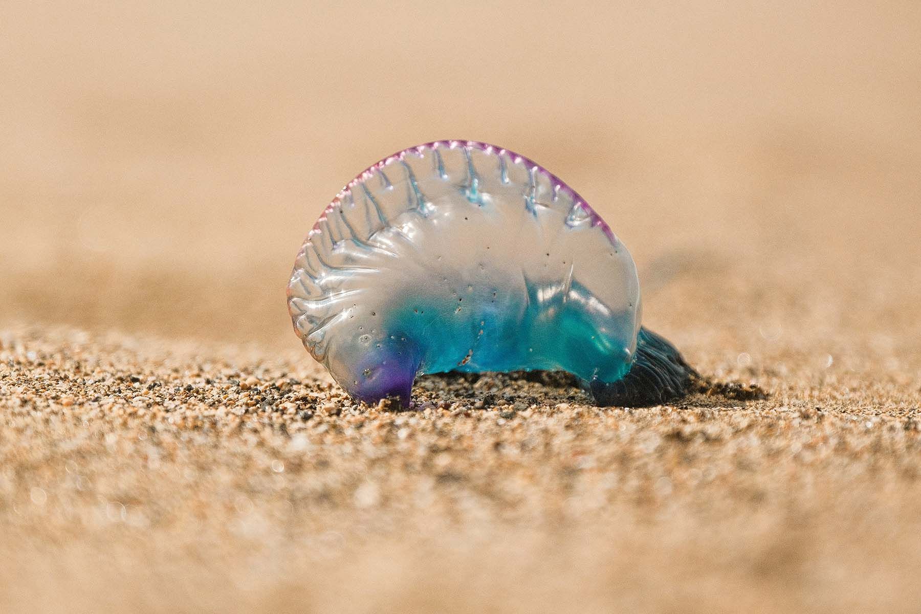 Фото: Hansel Gonzalez, Unsplash