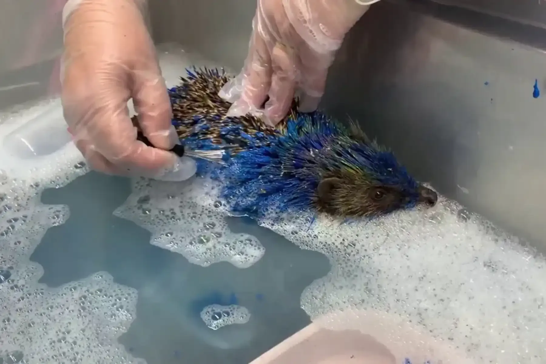 Фото: Prickly Pigs Rescue / SWNS