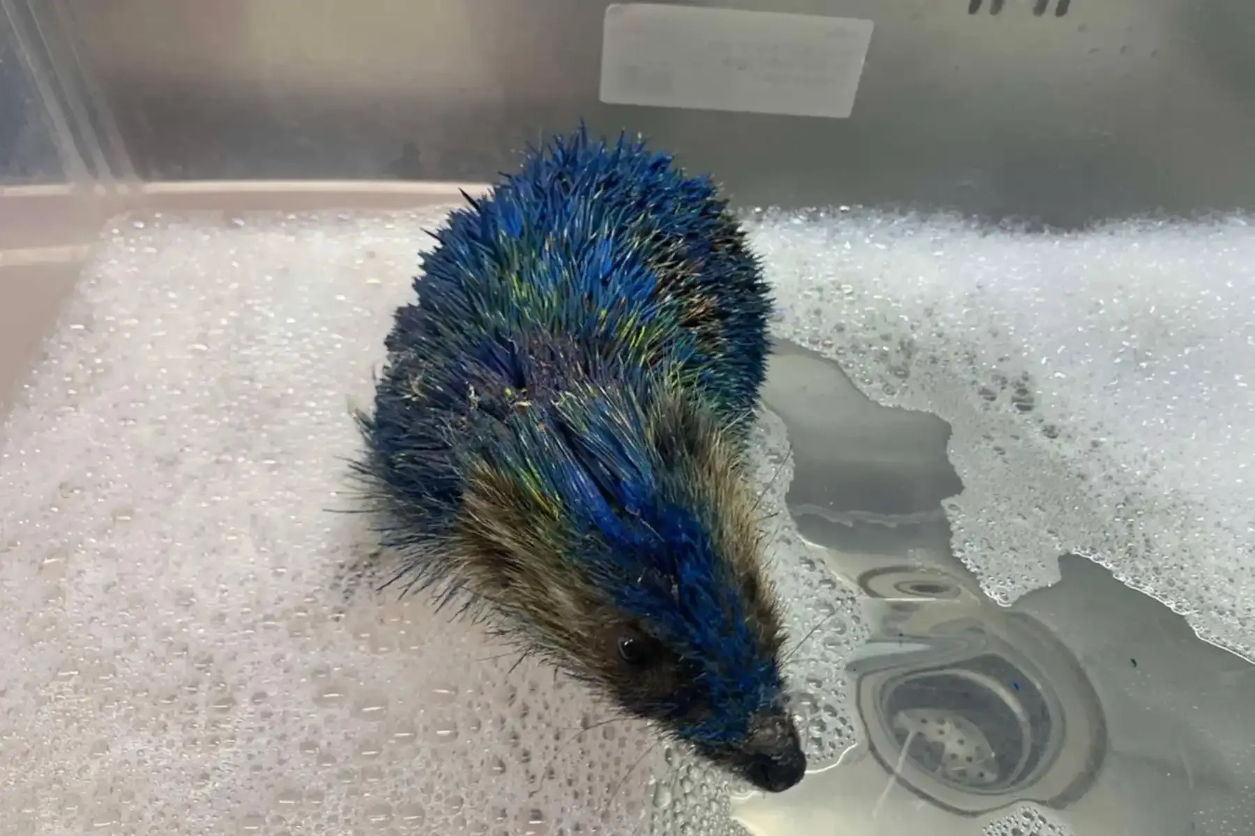 Фото: Prickly Pigs Rescue / SWNS