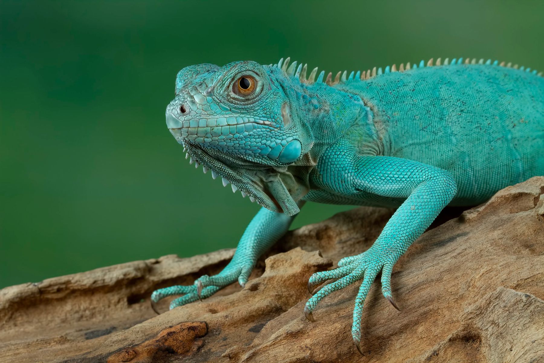 Игуана. Иллюстративный снимок. Фото: kuritafsheen77, magnific.com