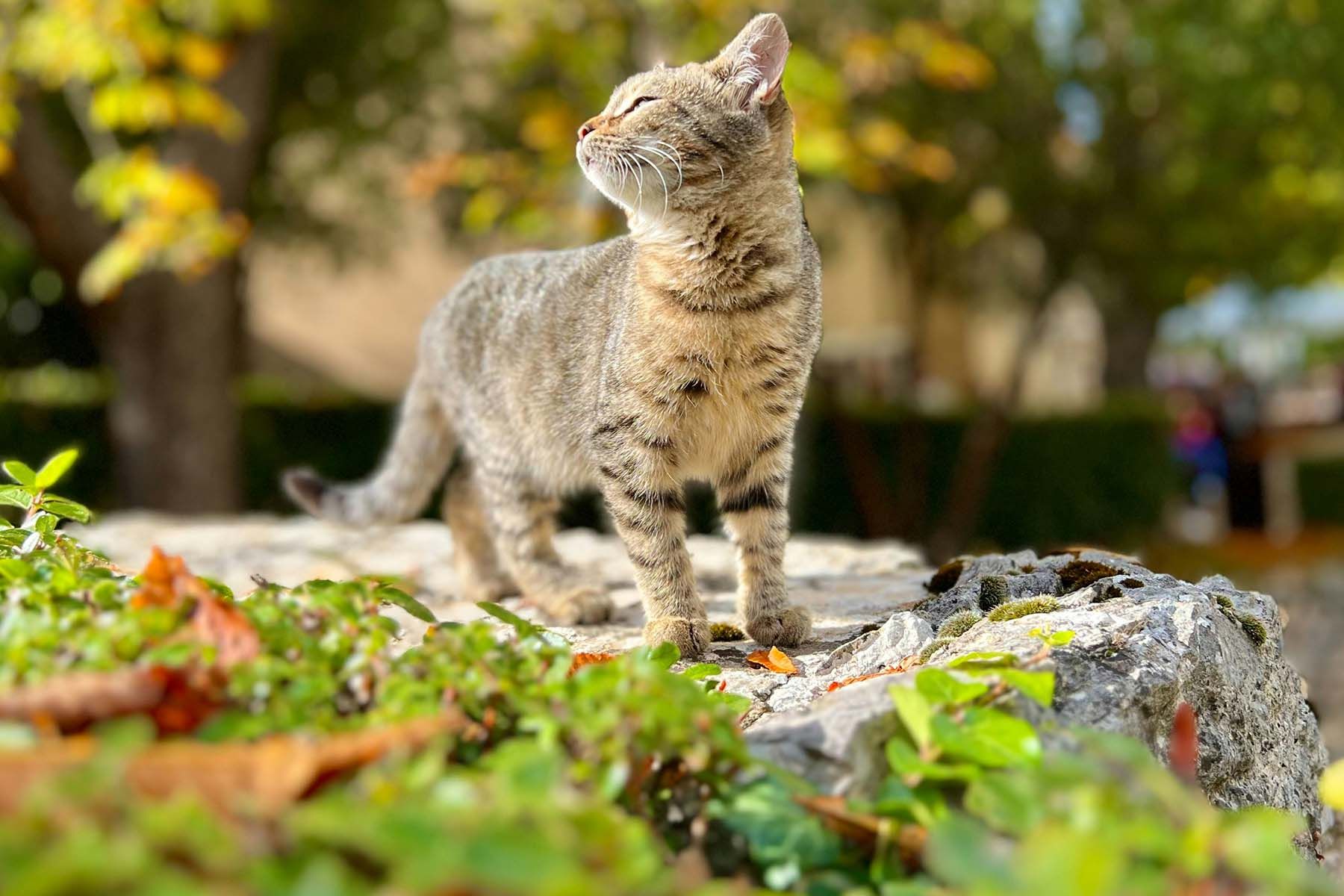кот тепло осень