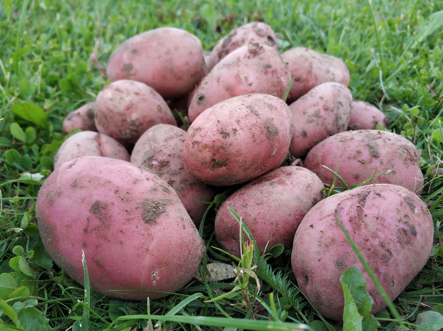 Картофель «Манифест» белорусской селекции. © Times.by