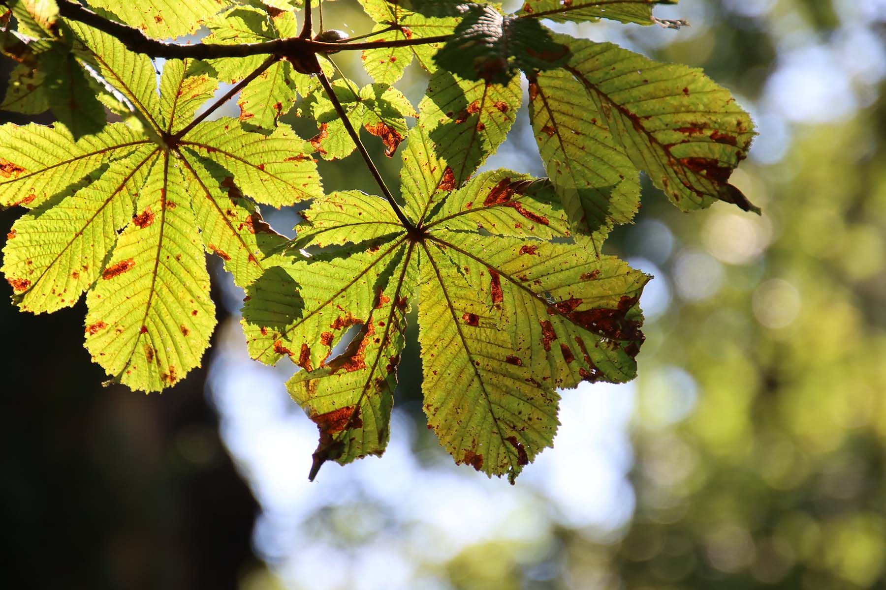 Фото: DominikRh, Pixabay.com