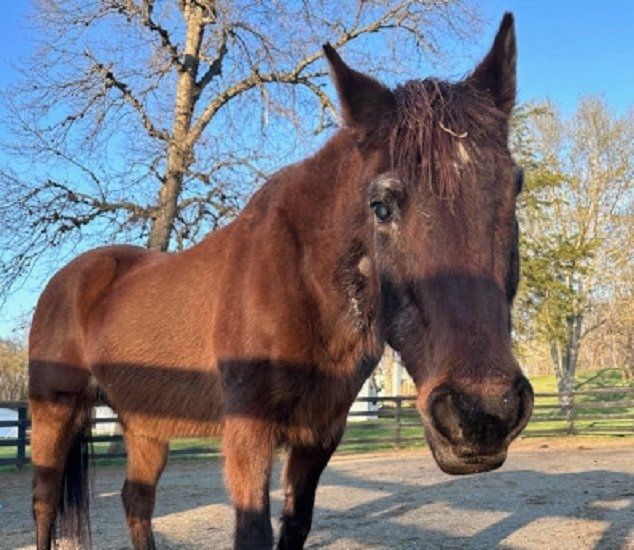 Лошадь по кличке Фэнси