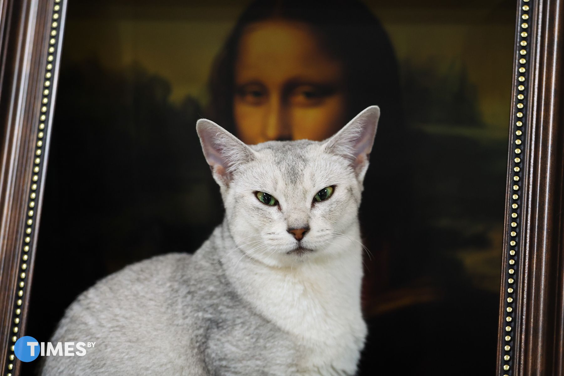 Абиссинская кошка