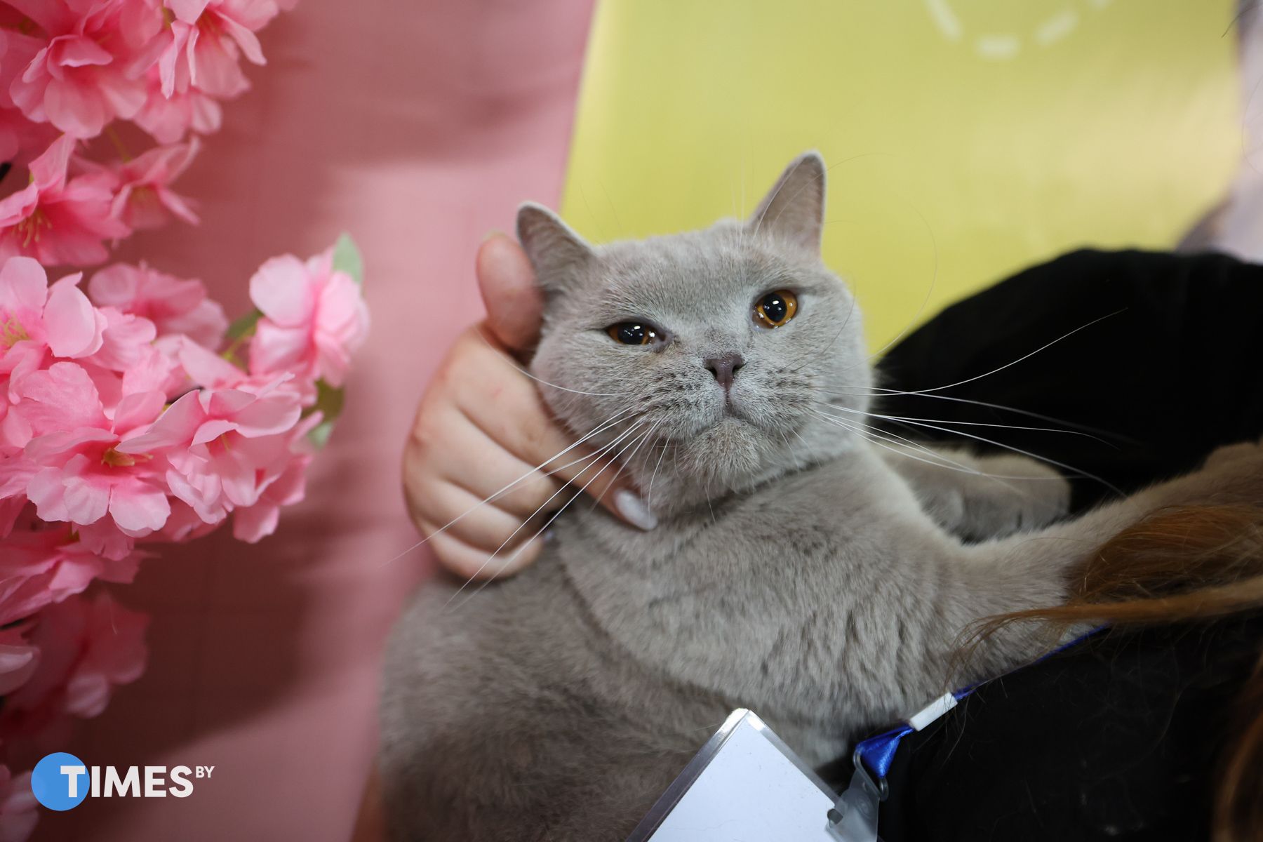 Мурфест