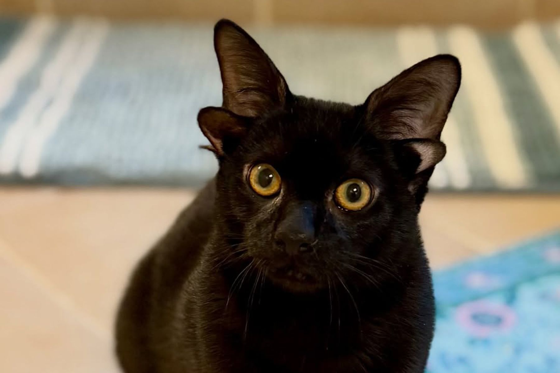 Котенок Добби с четырьмя ушами