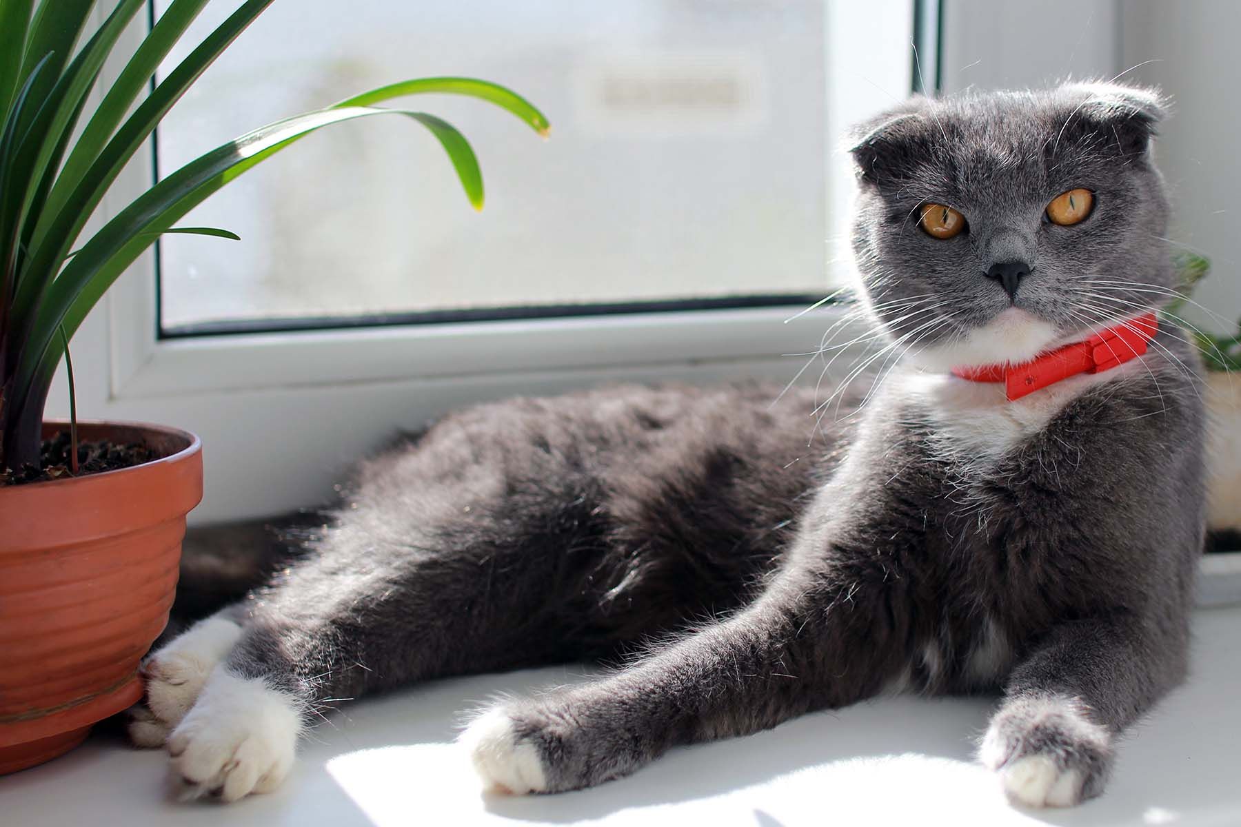 кот окно тепло котик весна 